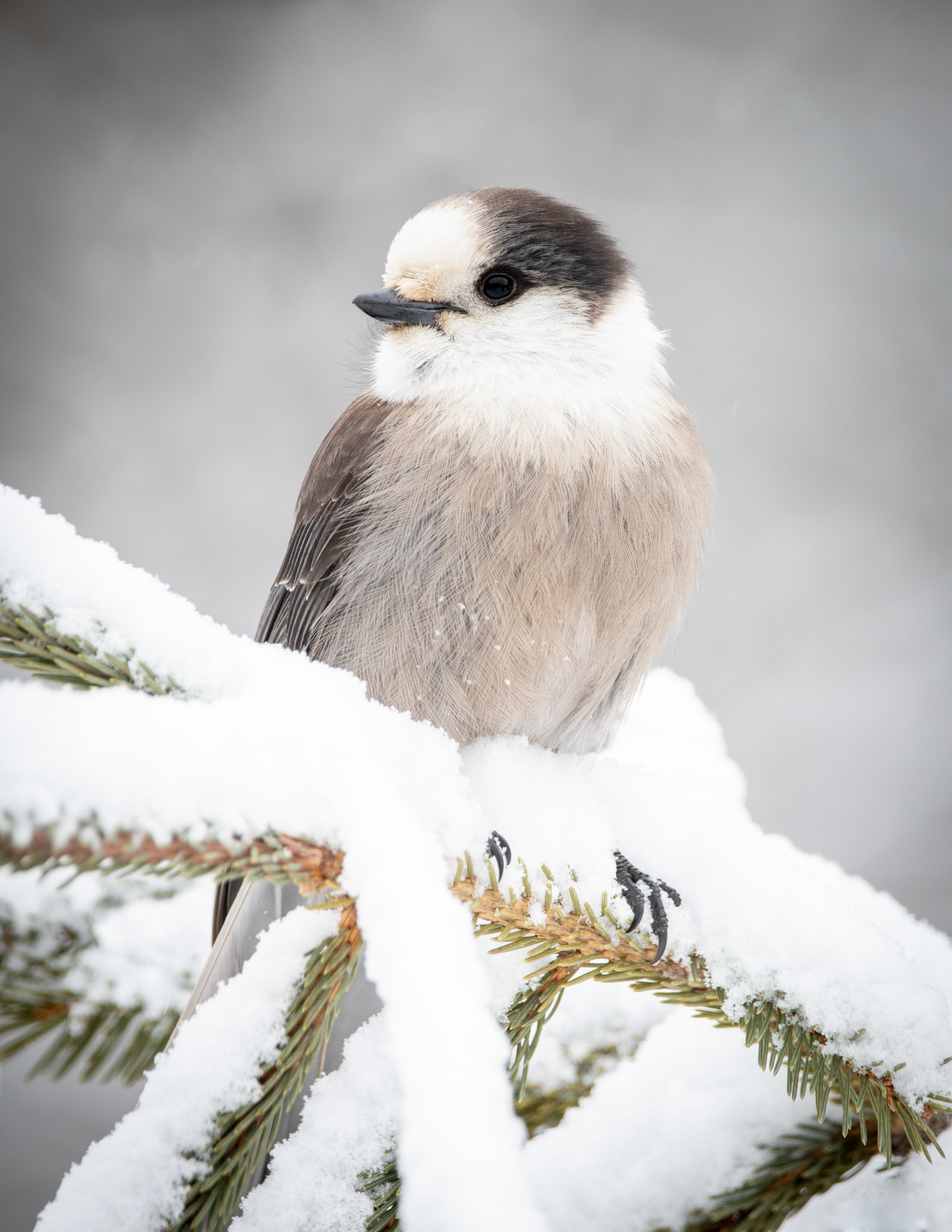 Canada Jay