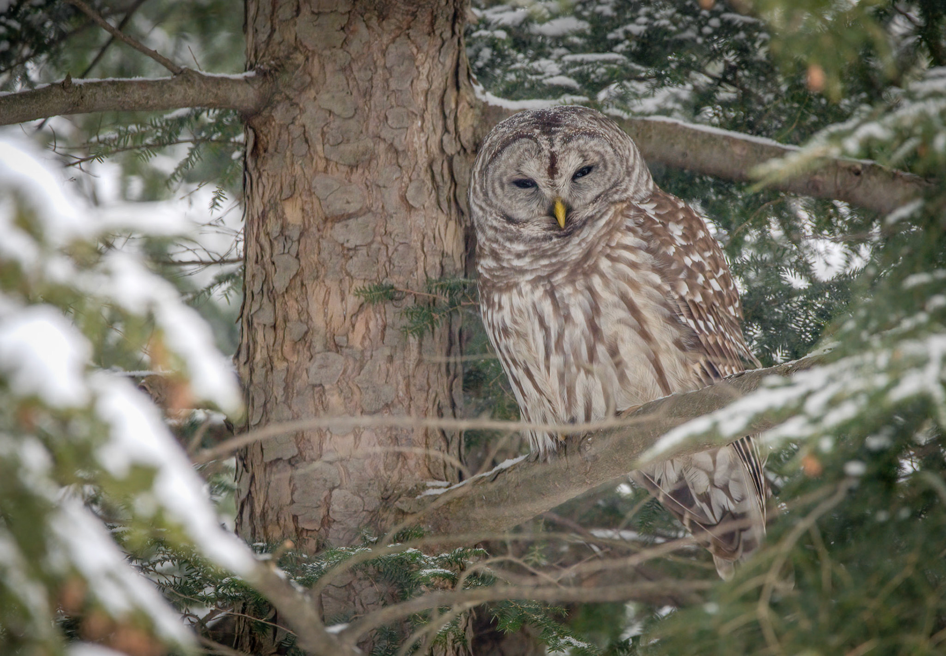 Barred Owl