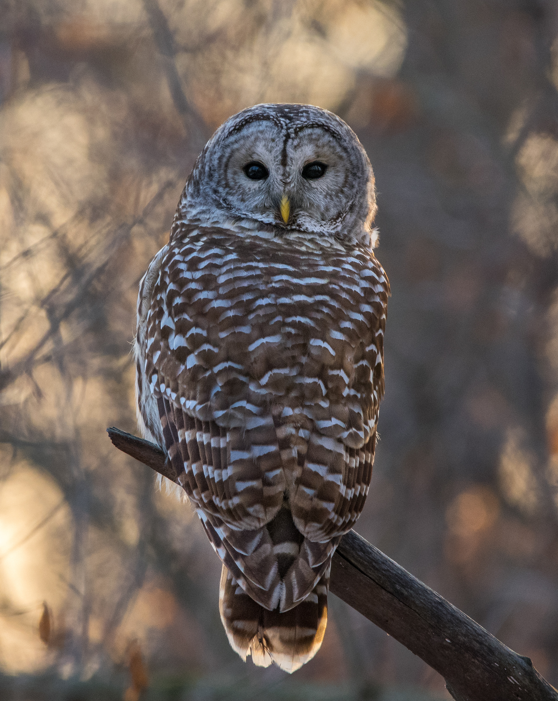 Barred Owl