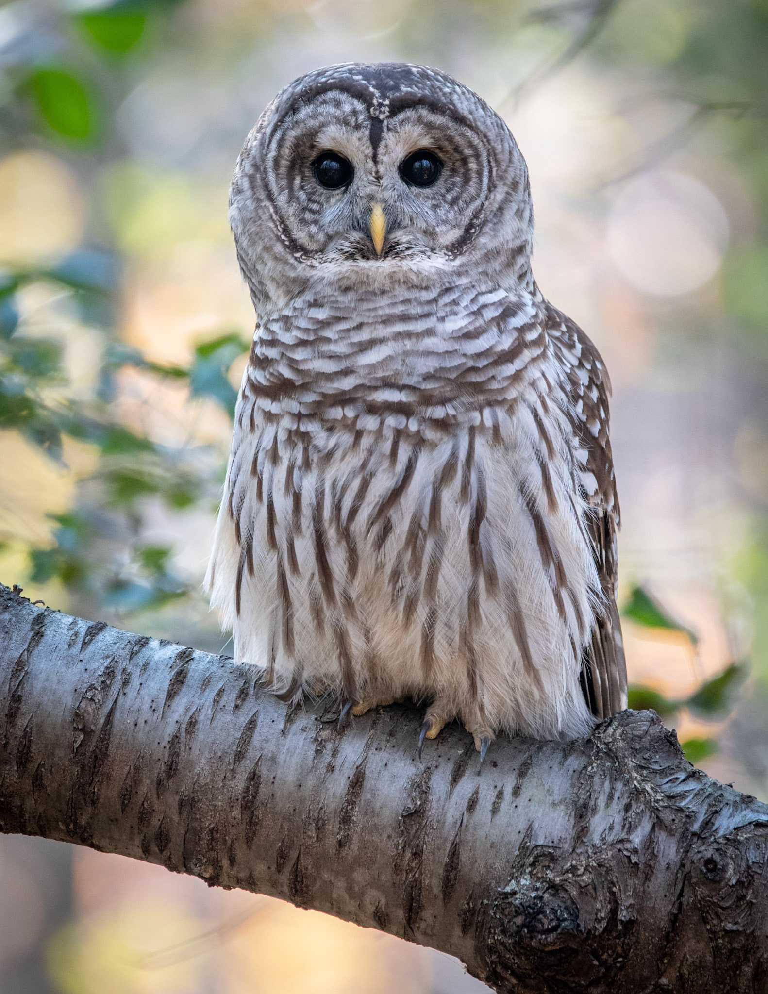 Barred Owl