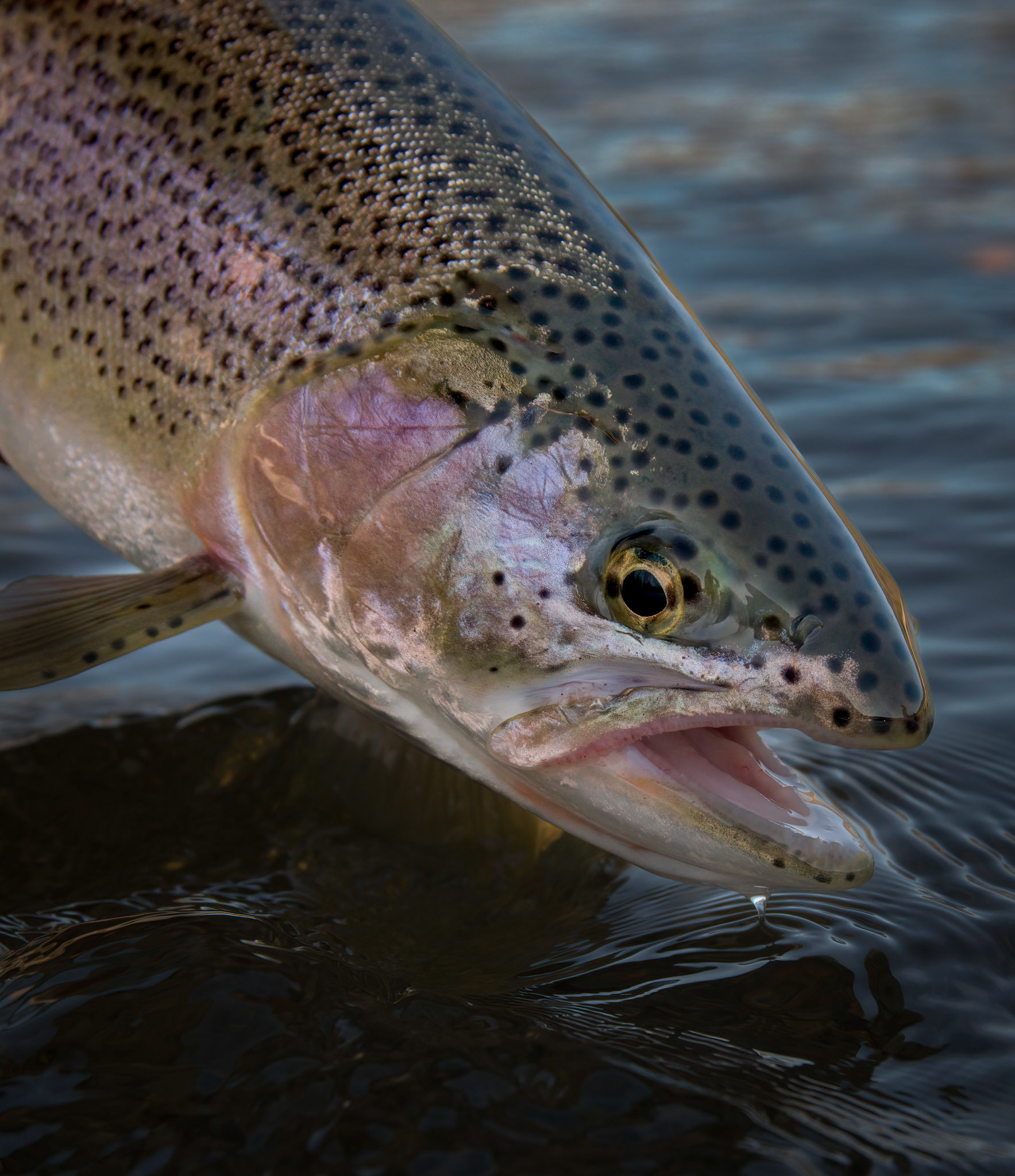 Sea-Run Cutthroat Trout