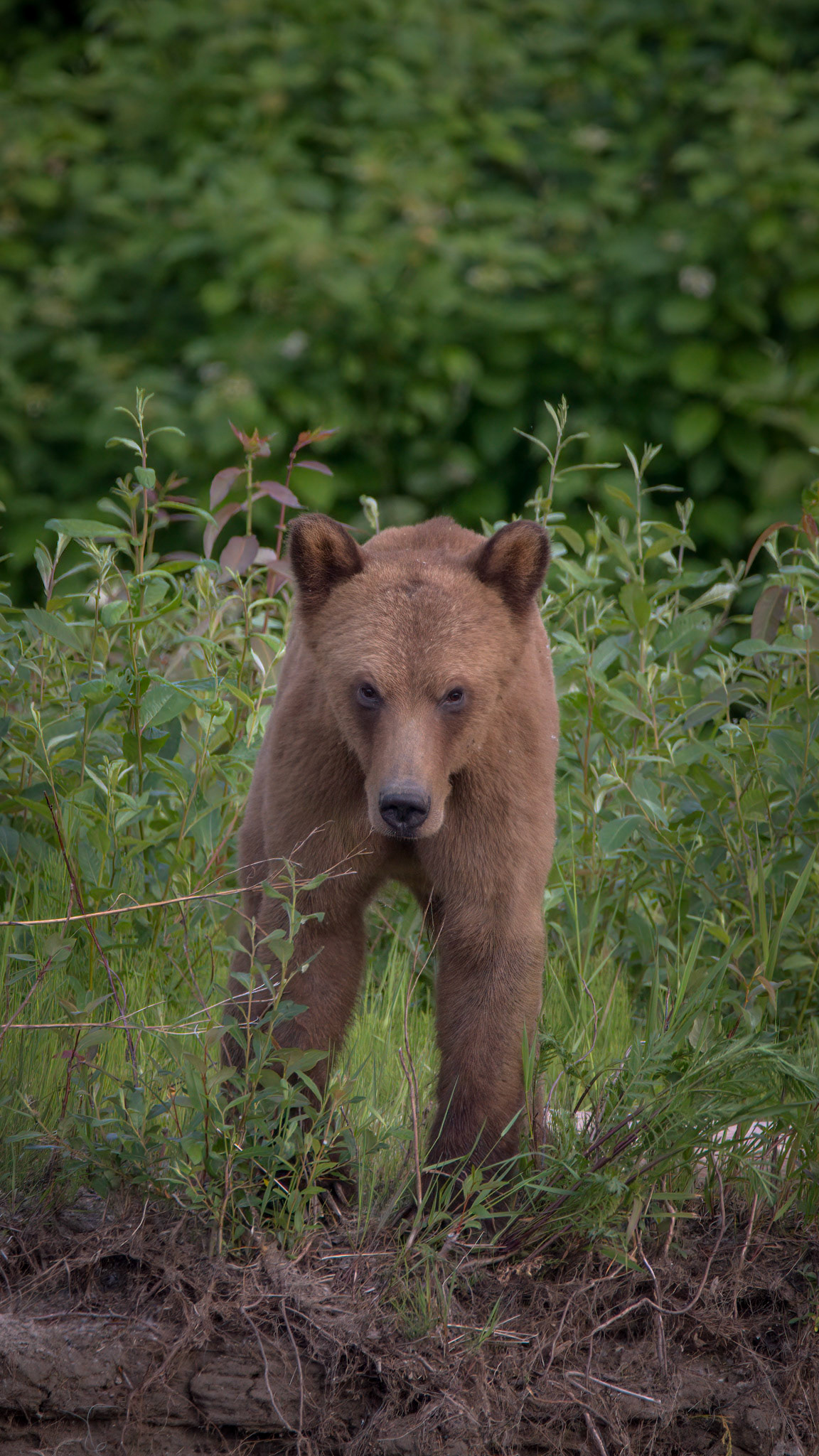 Grizzly Bear