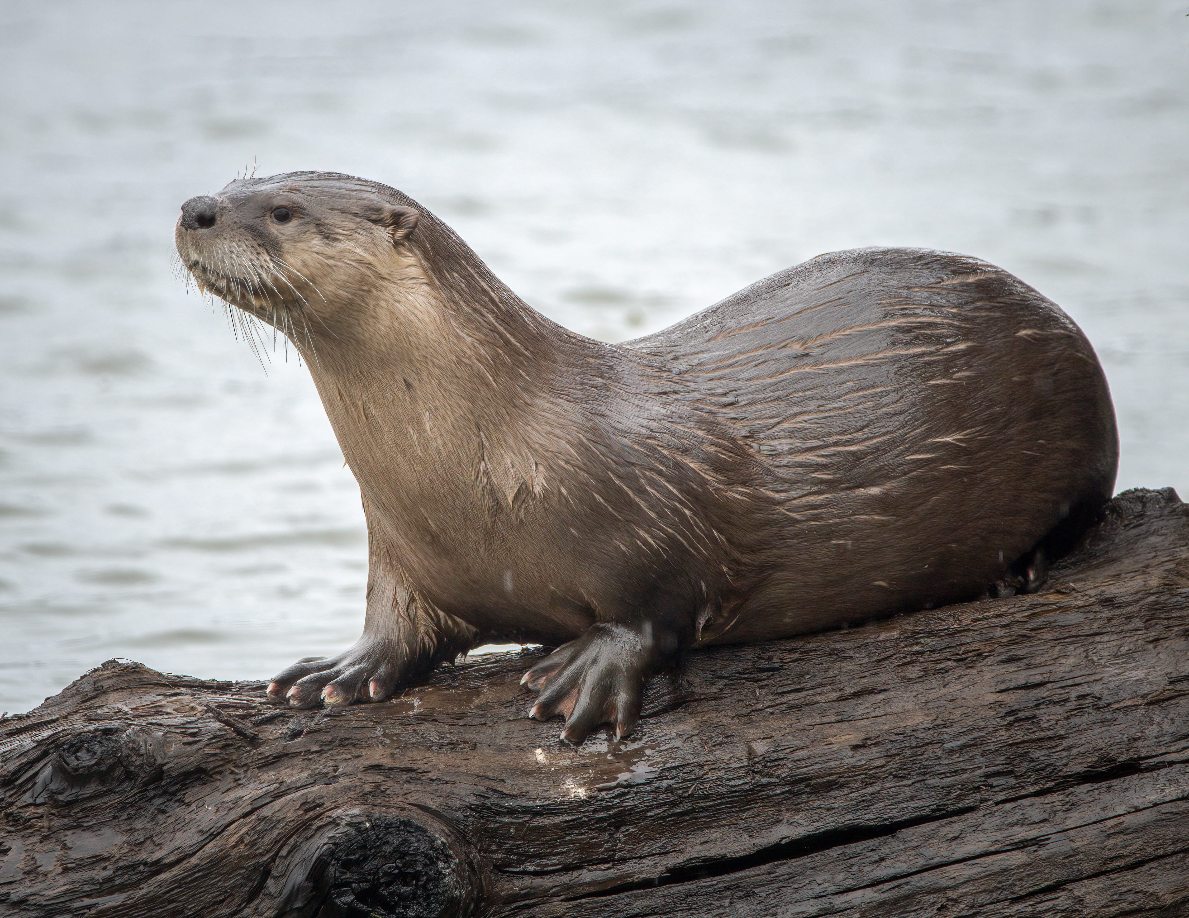 River Otter
