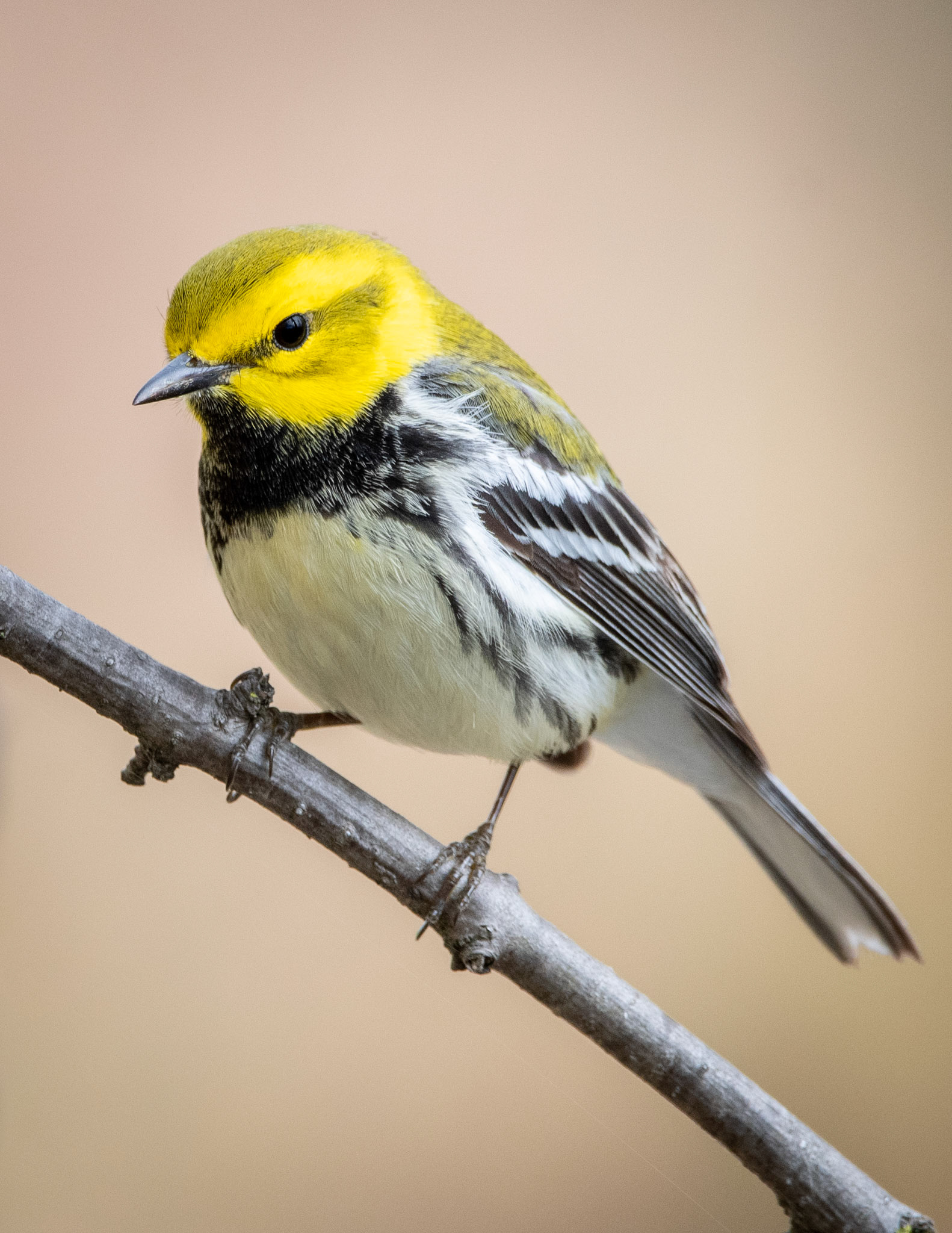Black-Throated Green Warbler