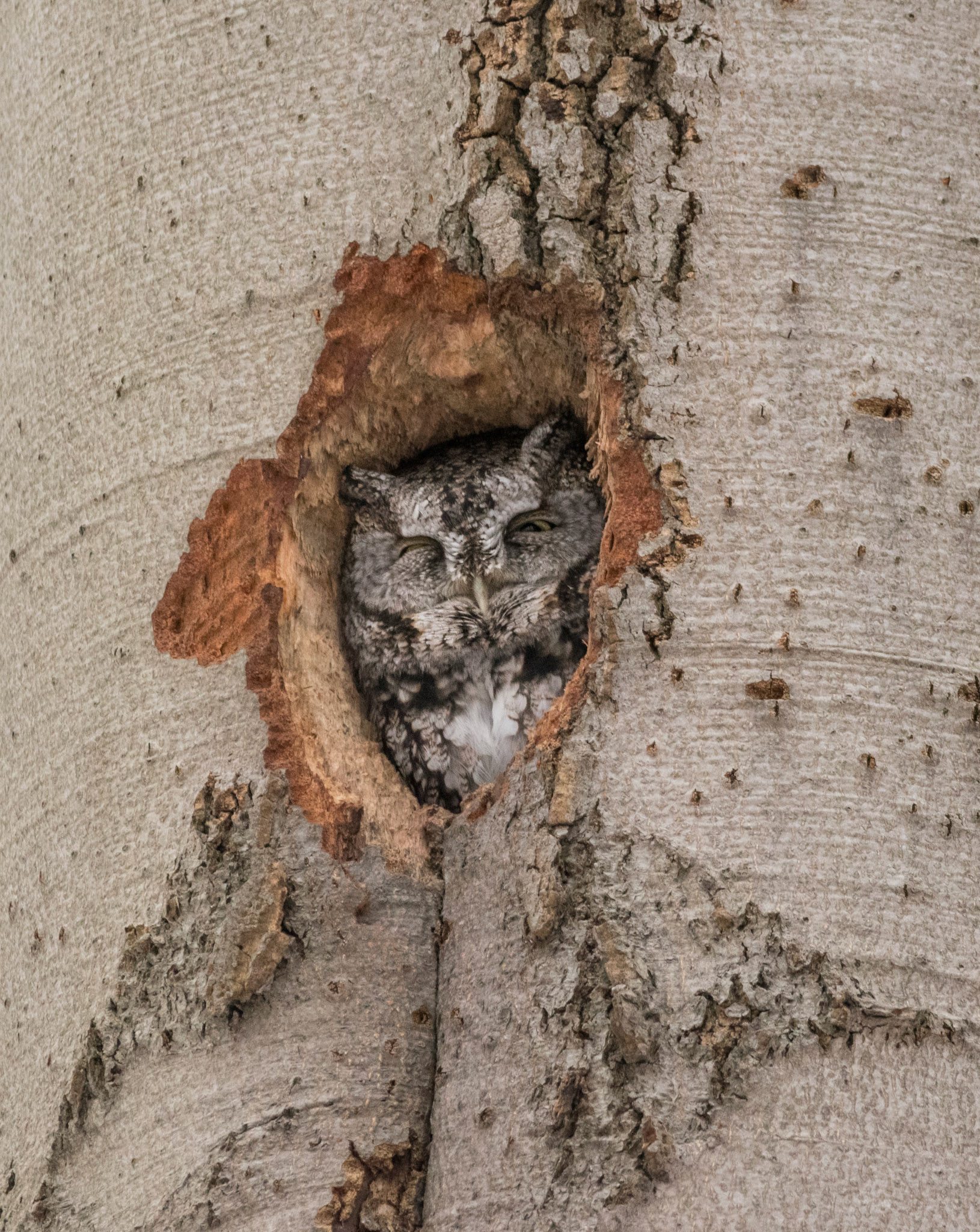 Eastern Screech-Owl