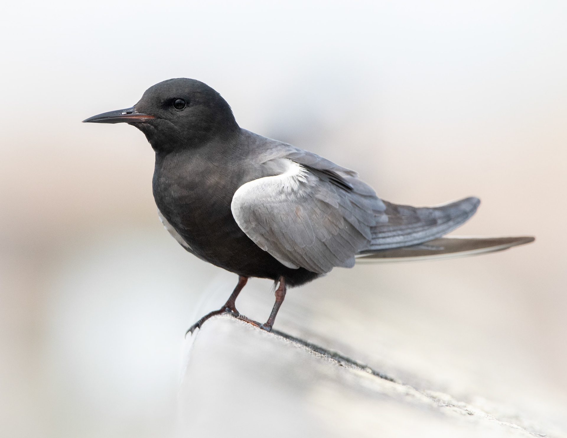 Black Tern