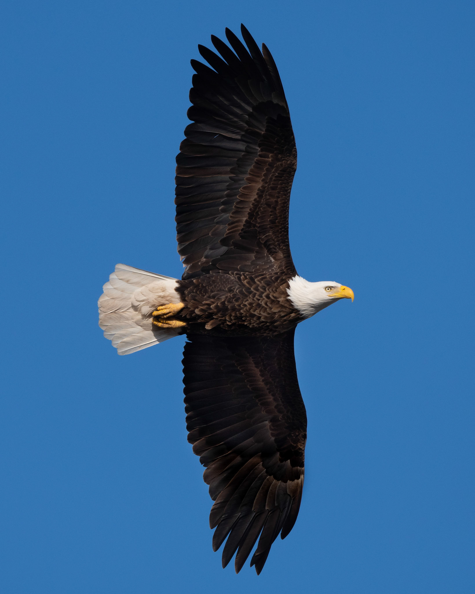 Bald Eagle