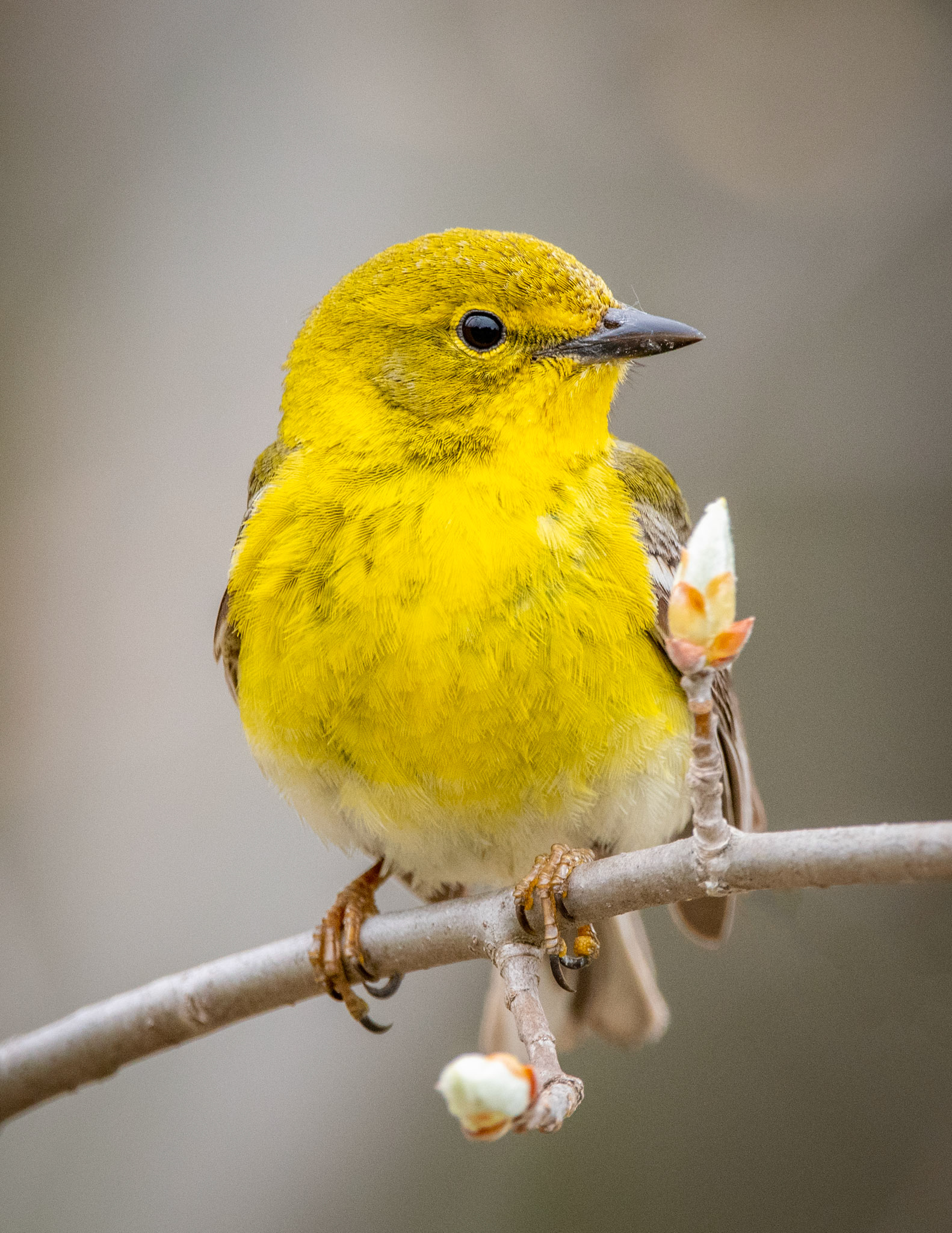 Pine Warbler