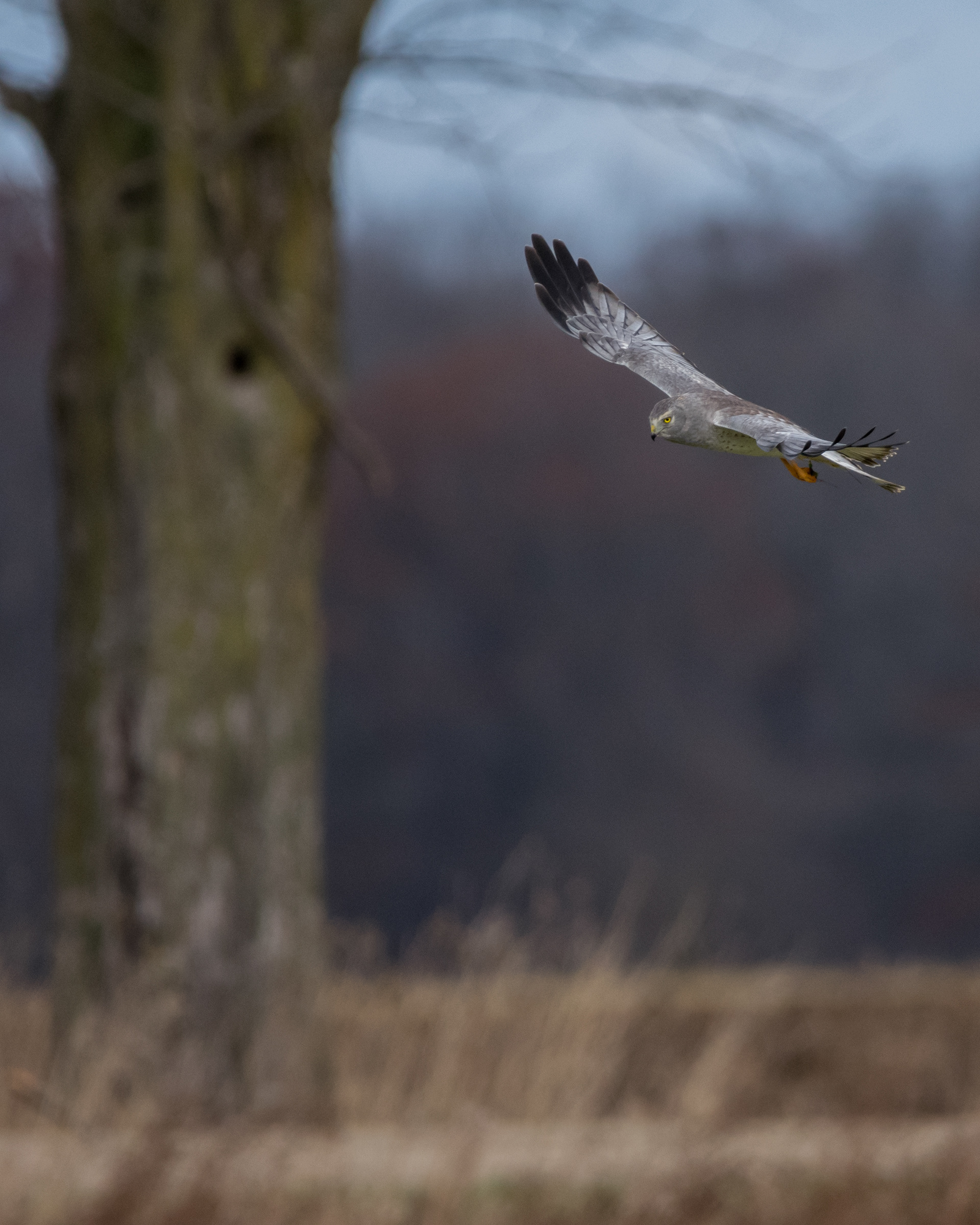 Northern Harrier