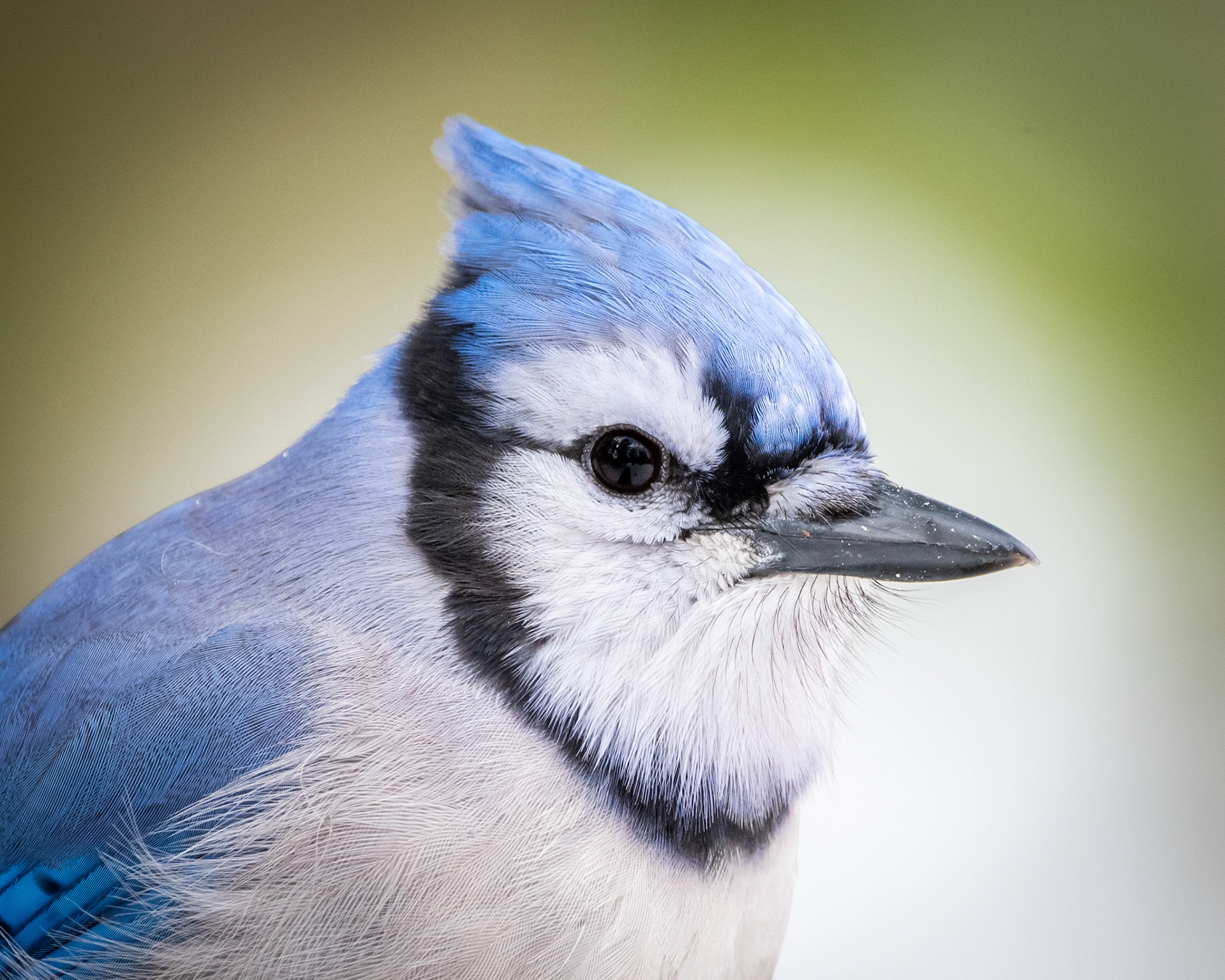 Blue Jay