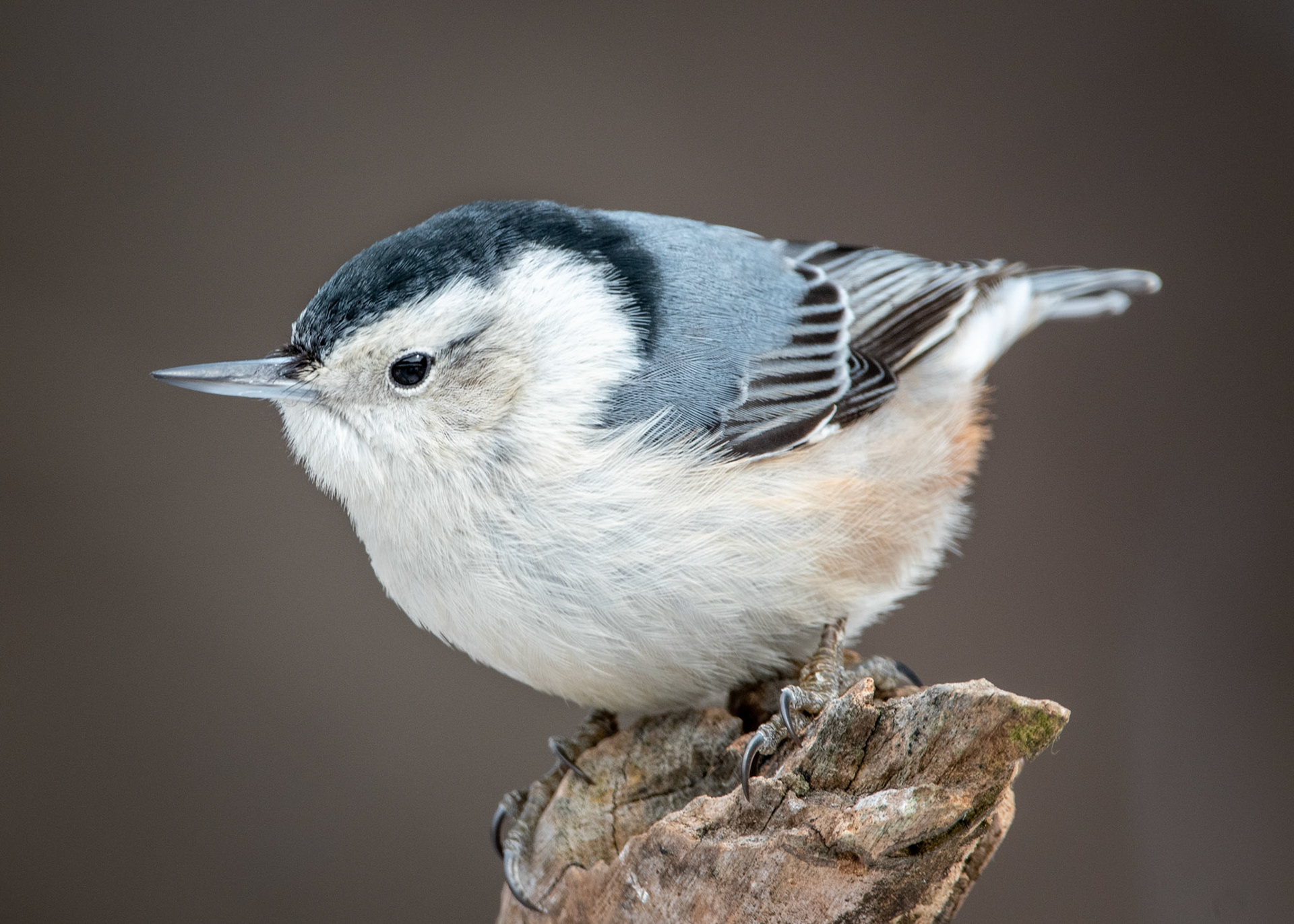 White-Breasted Nuthatch