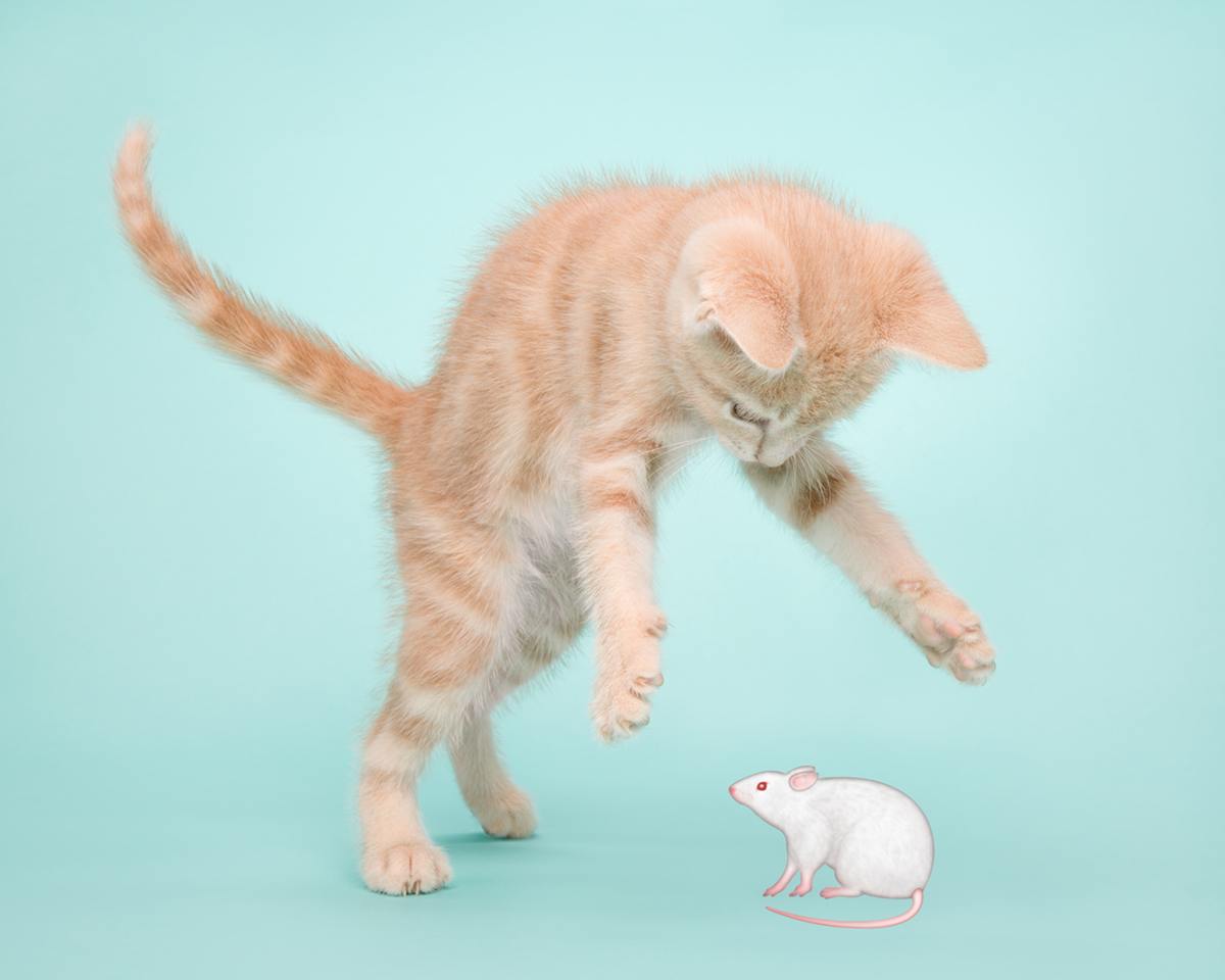 Emoji Kittens by Tania Hennessy