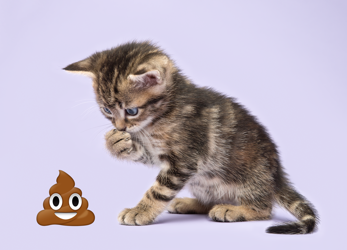 Emoji Kittens by Tania Hennessy