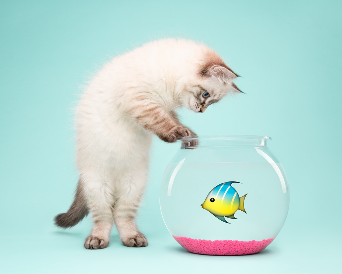 Emoji Kittens by Tania Hennessy