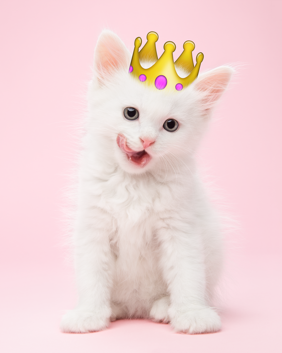 Emoji Kittens by Tania Hennessy
