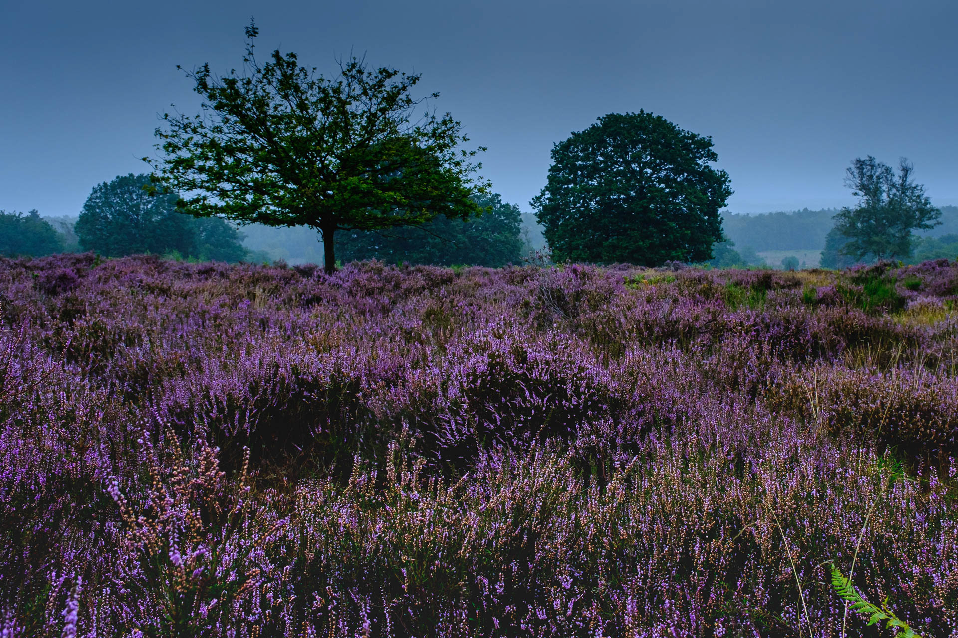 Wahner Heide