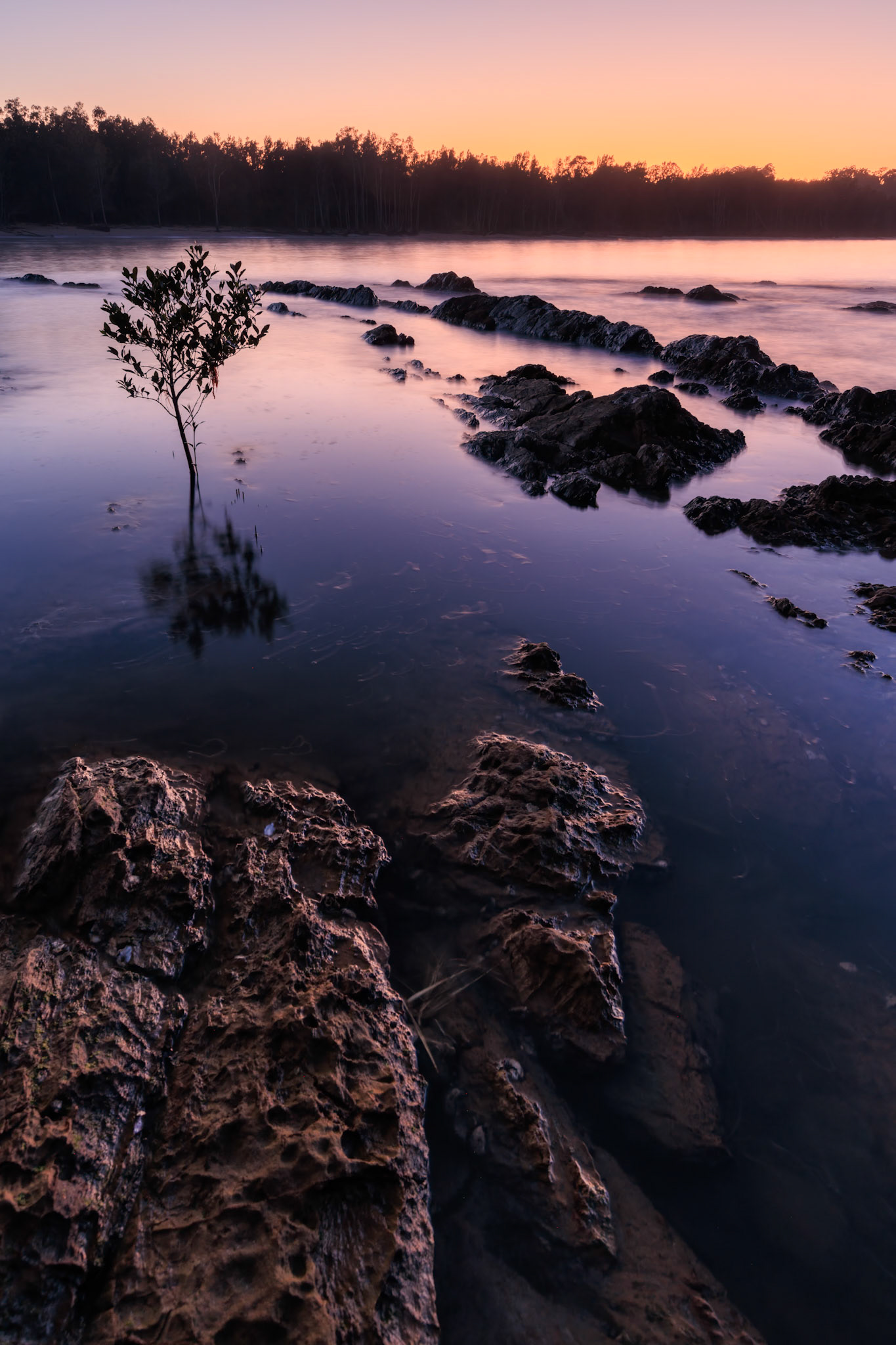 Lone mangrove sapling