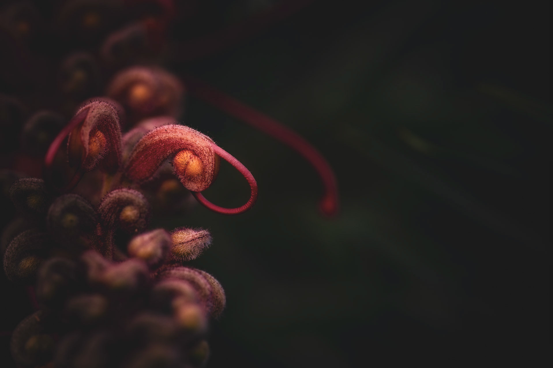 Grevillea unfurls