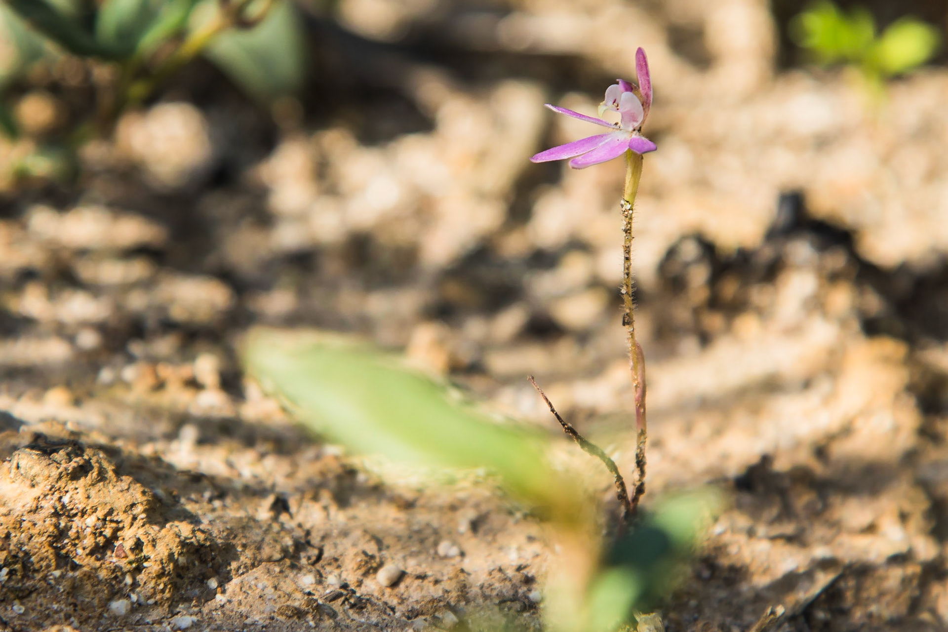 Caladenia carnea