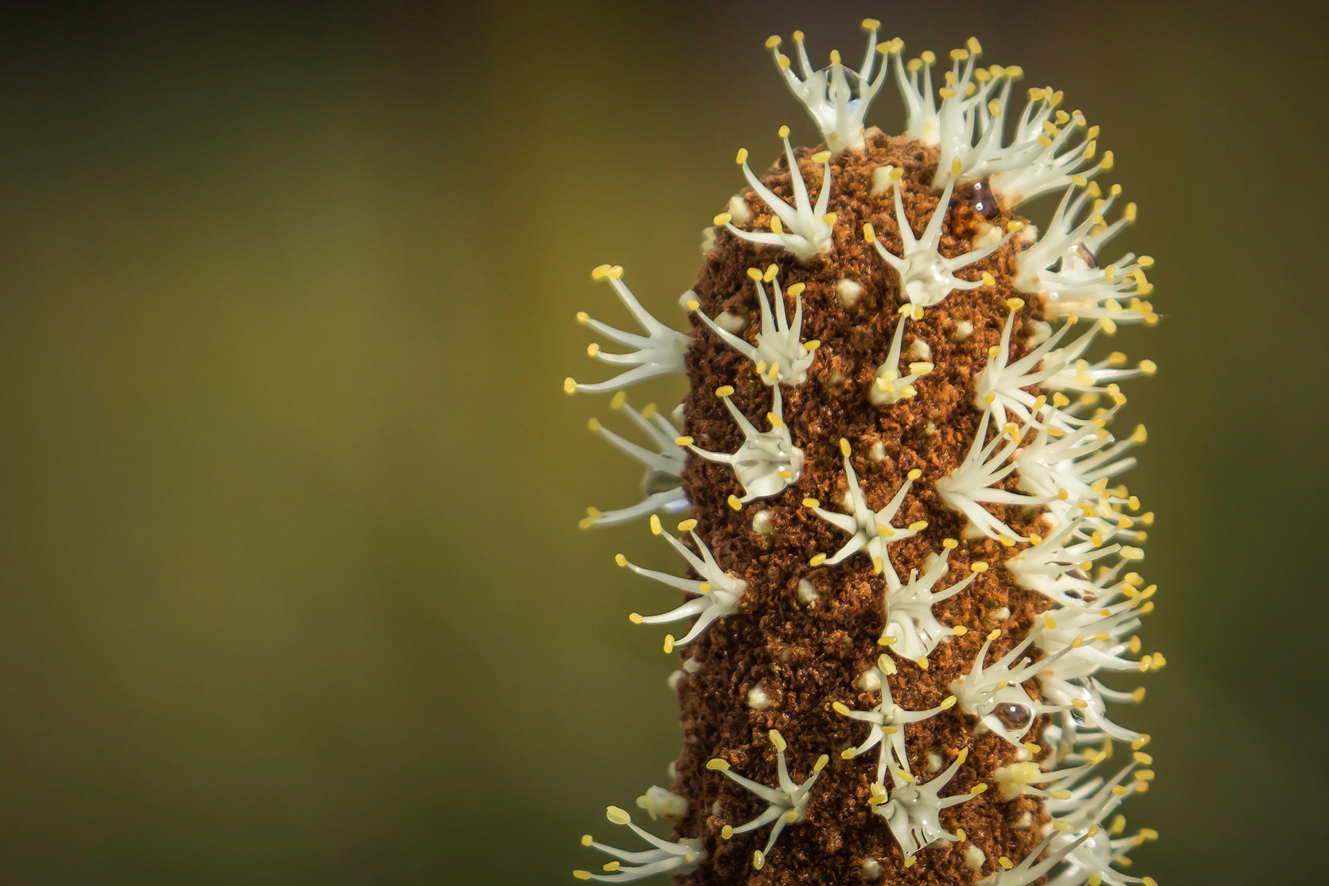 Xanthorrhoea resinosa