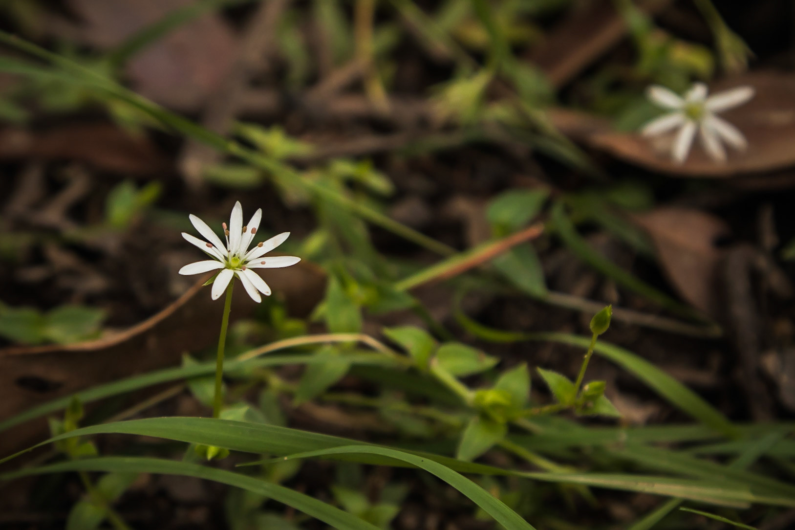 Stellaria flaccida