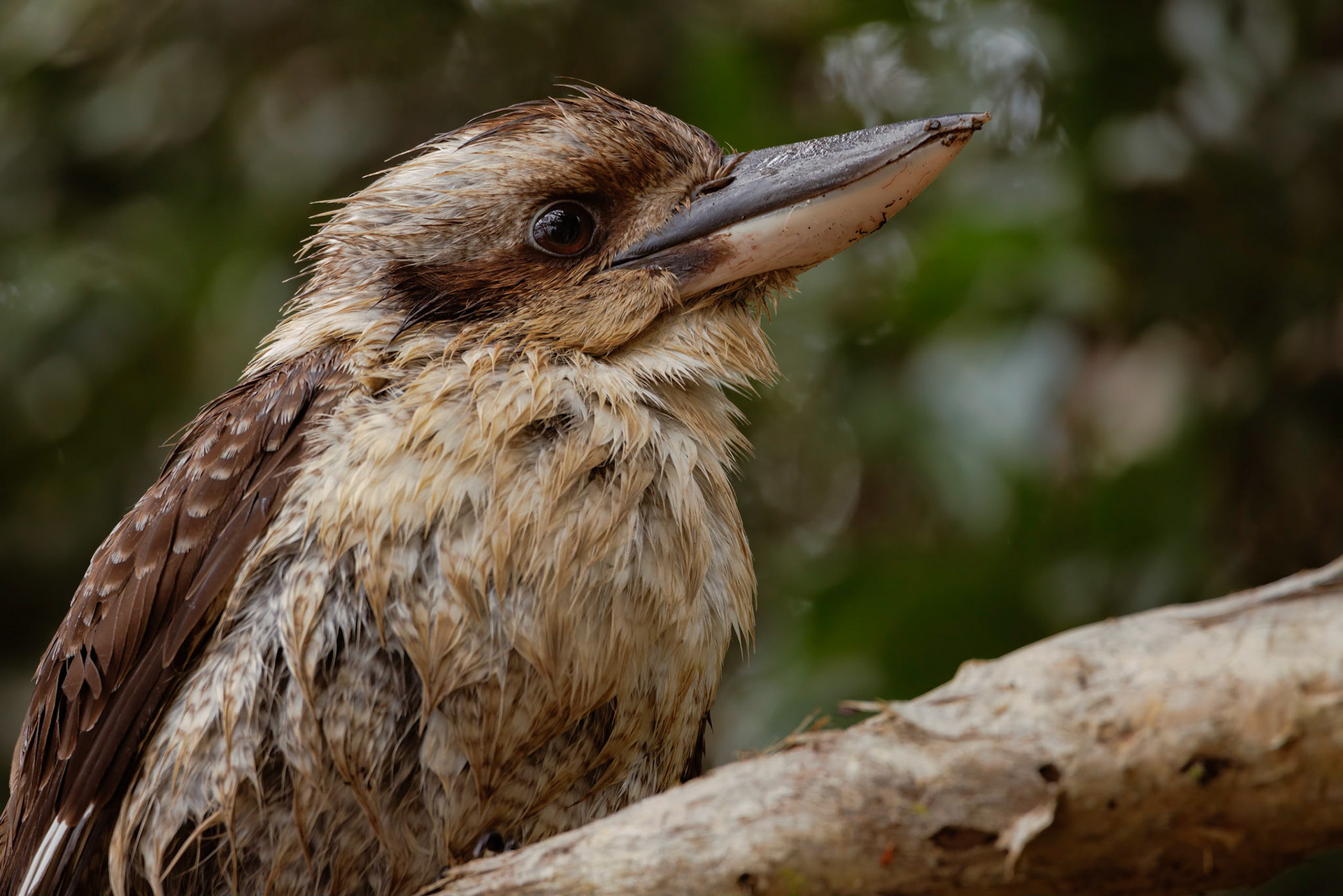 Wet and shaggy