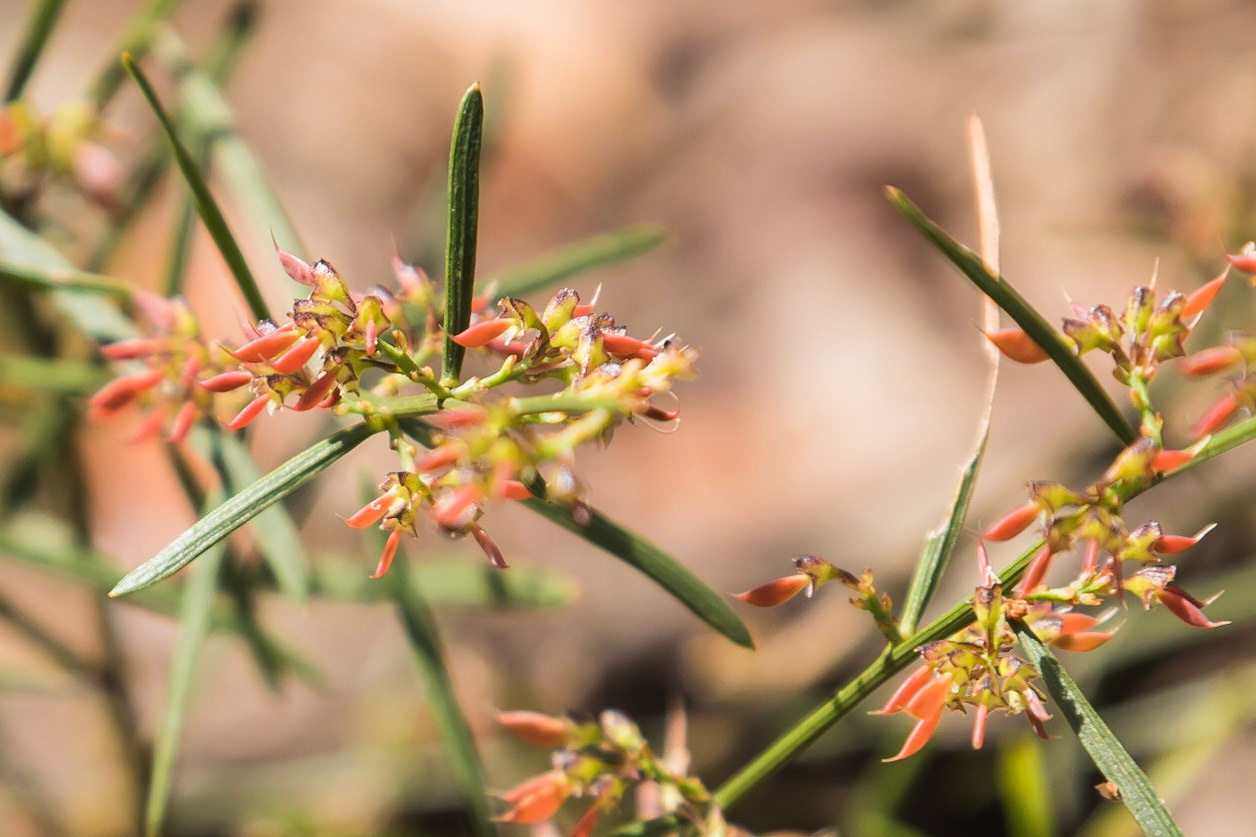 Daviesia leptophylla