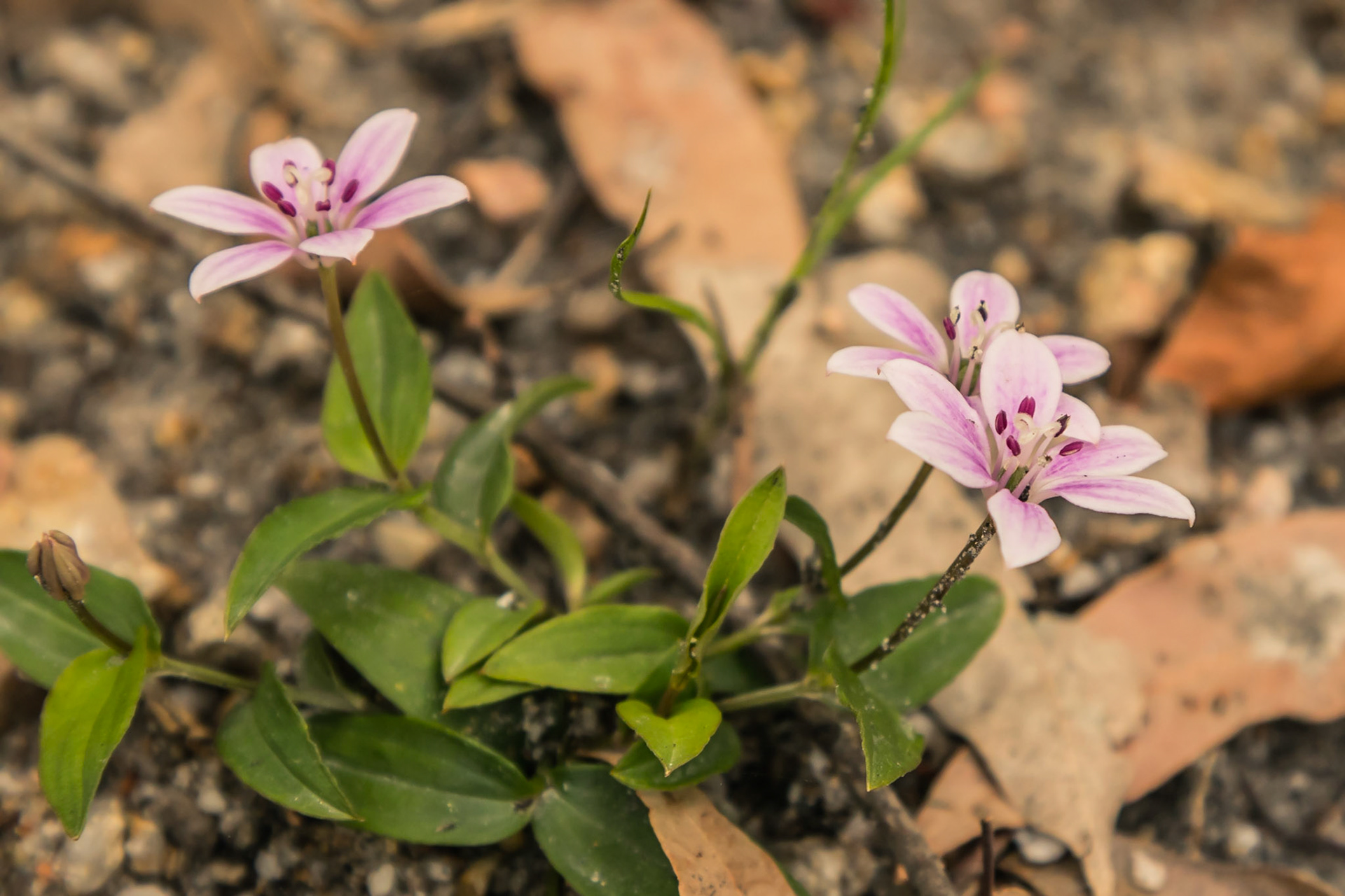 Schelhammera undulata