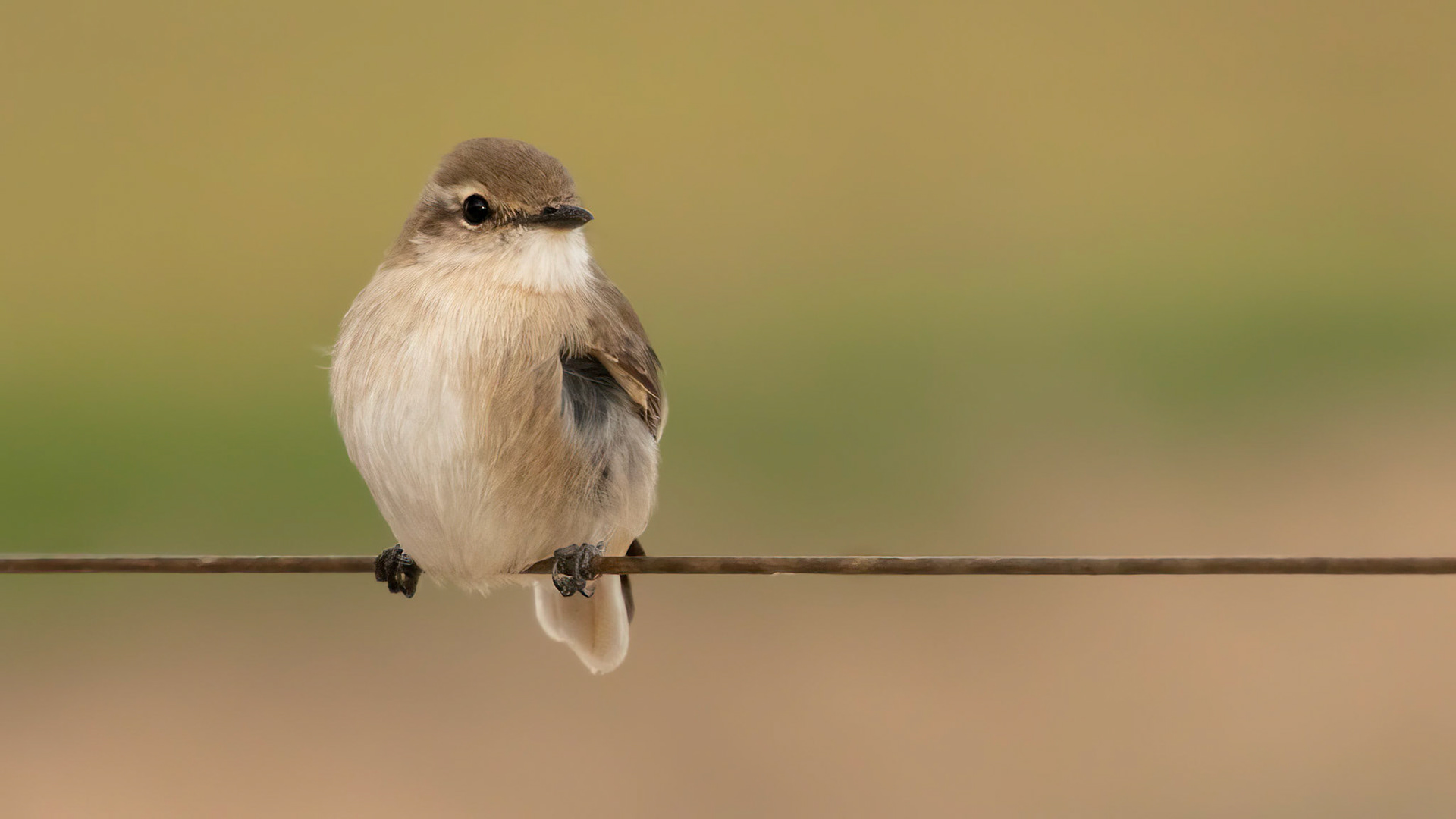 Jacky winter on a wire