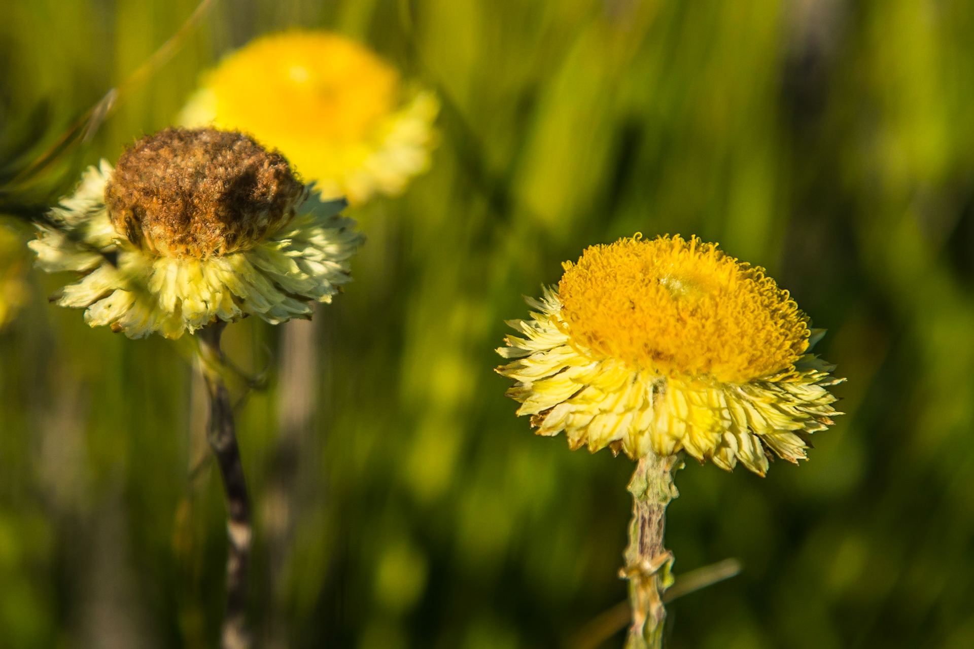 Coronidium scorpioides