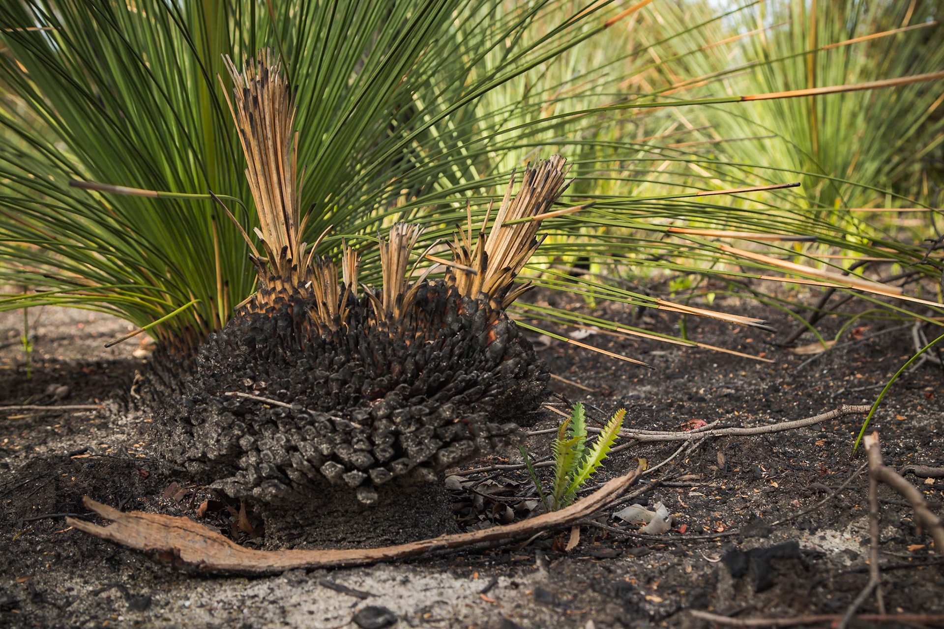 Xanthorrhoea resinosa
