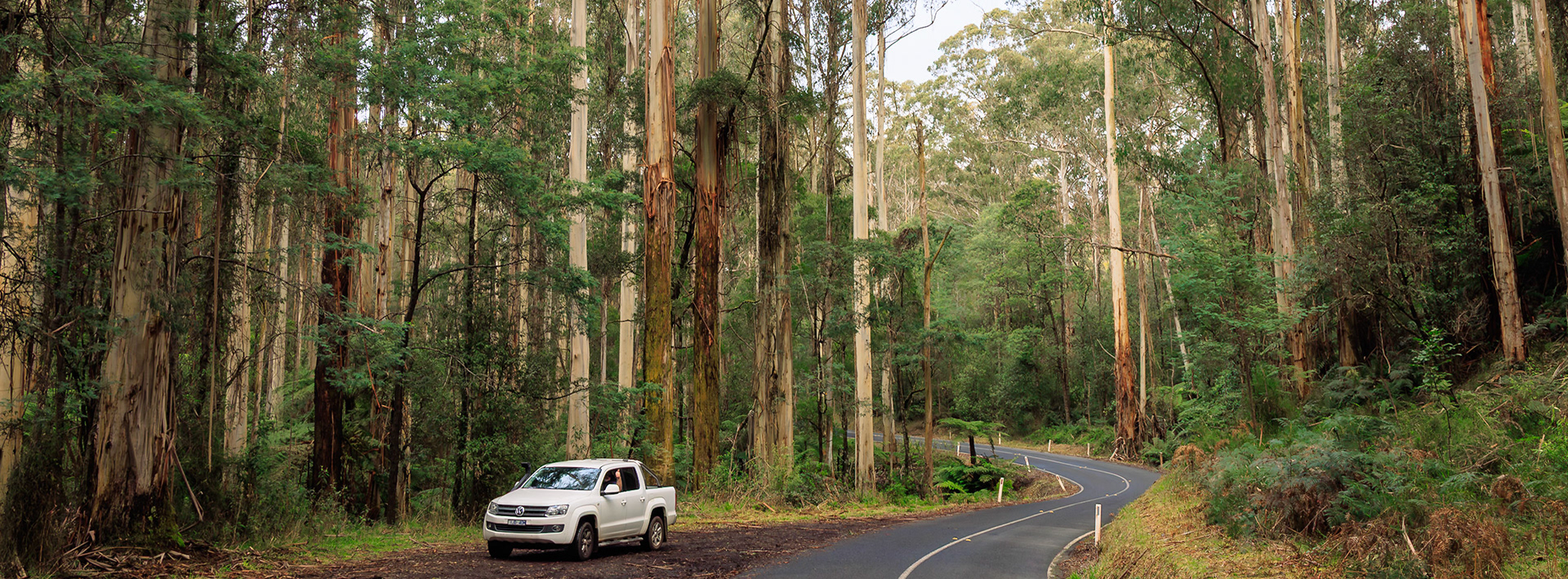 Travelling through forests
