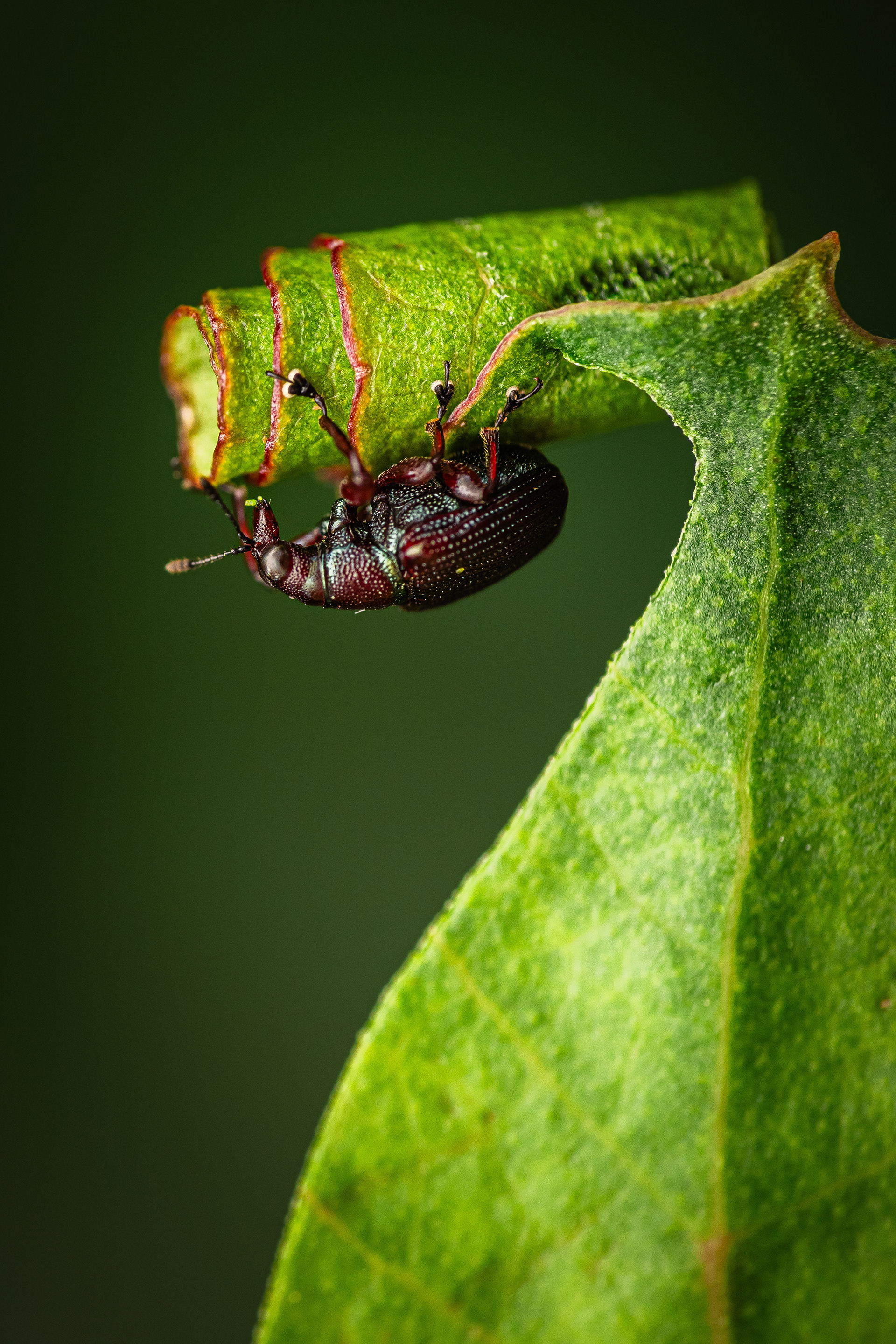 Weevil curl - Camberwell Nature Competition, First Place