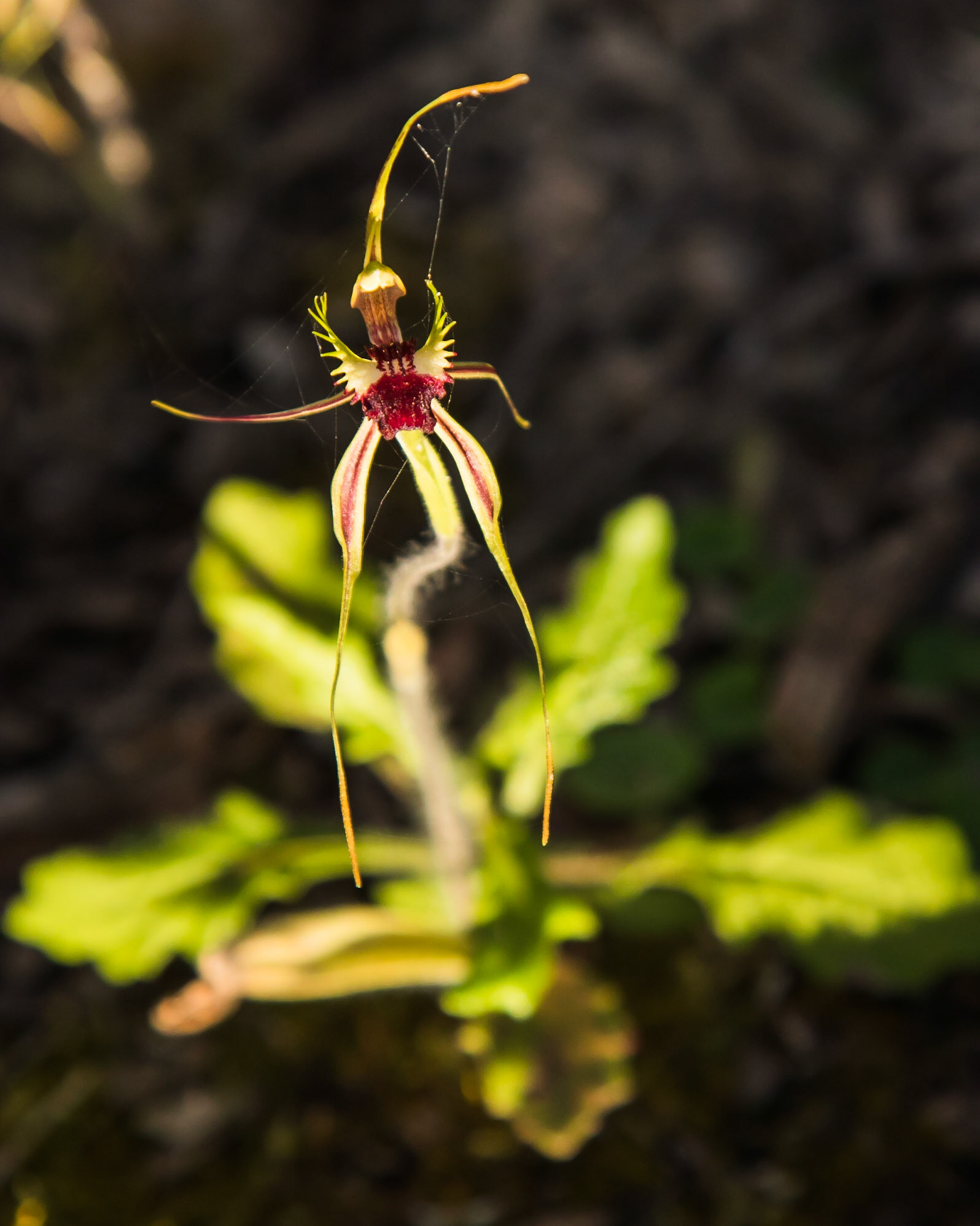 Caladenia parva
