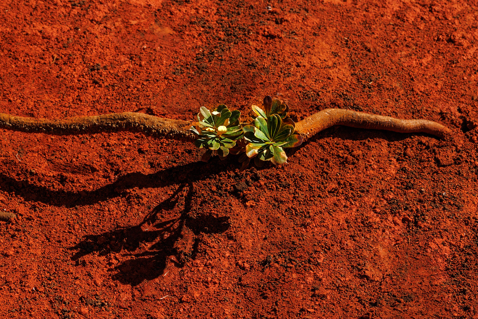 Growing from the roots