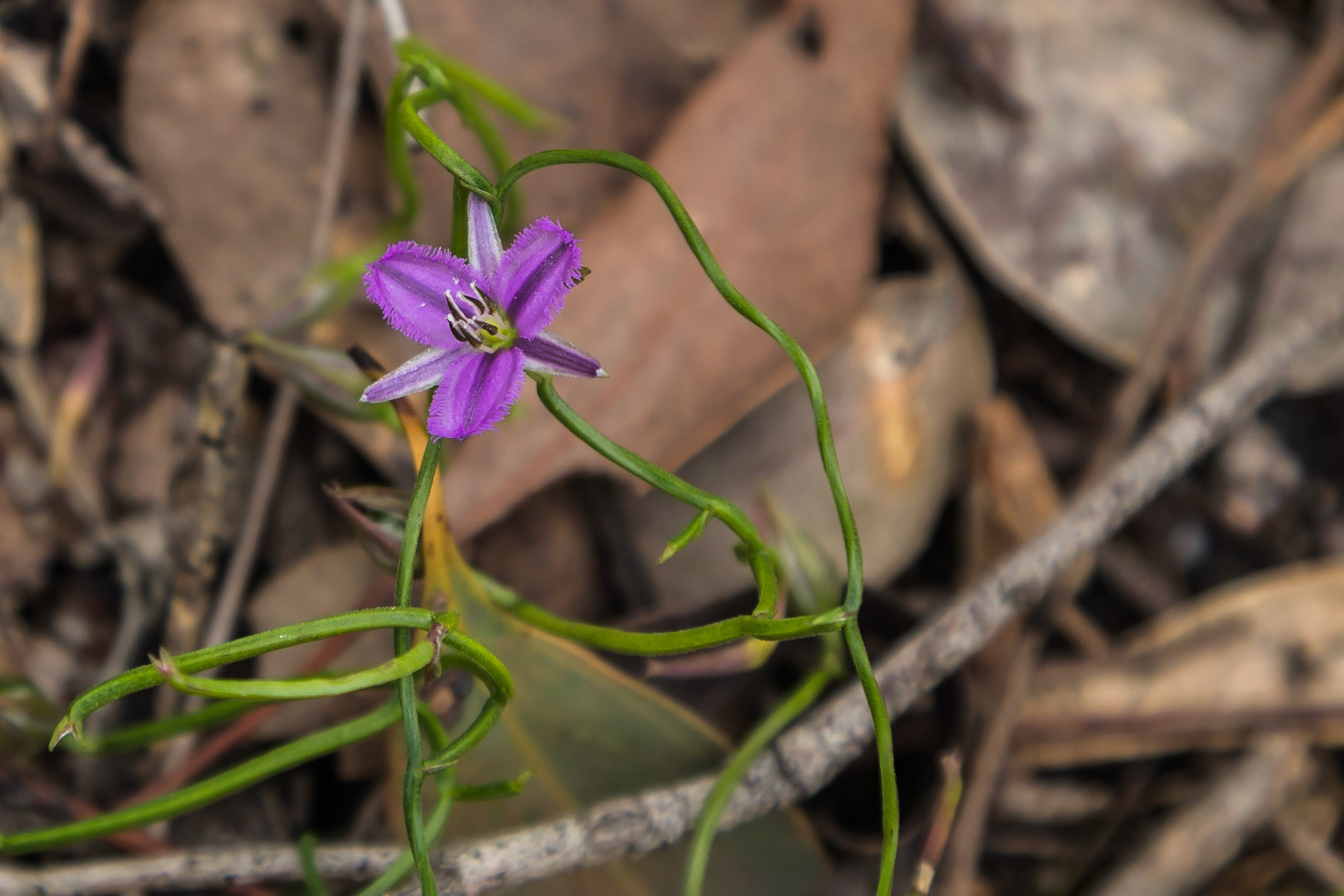 Thysanotus patersonii