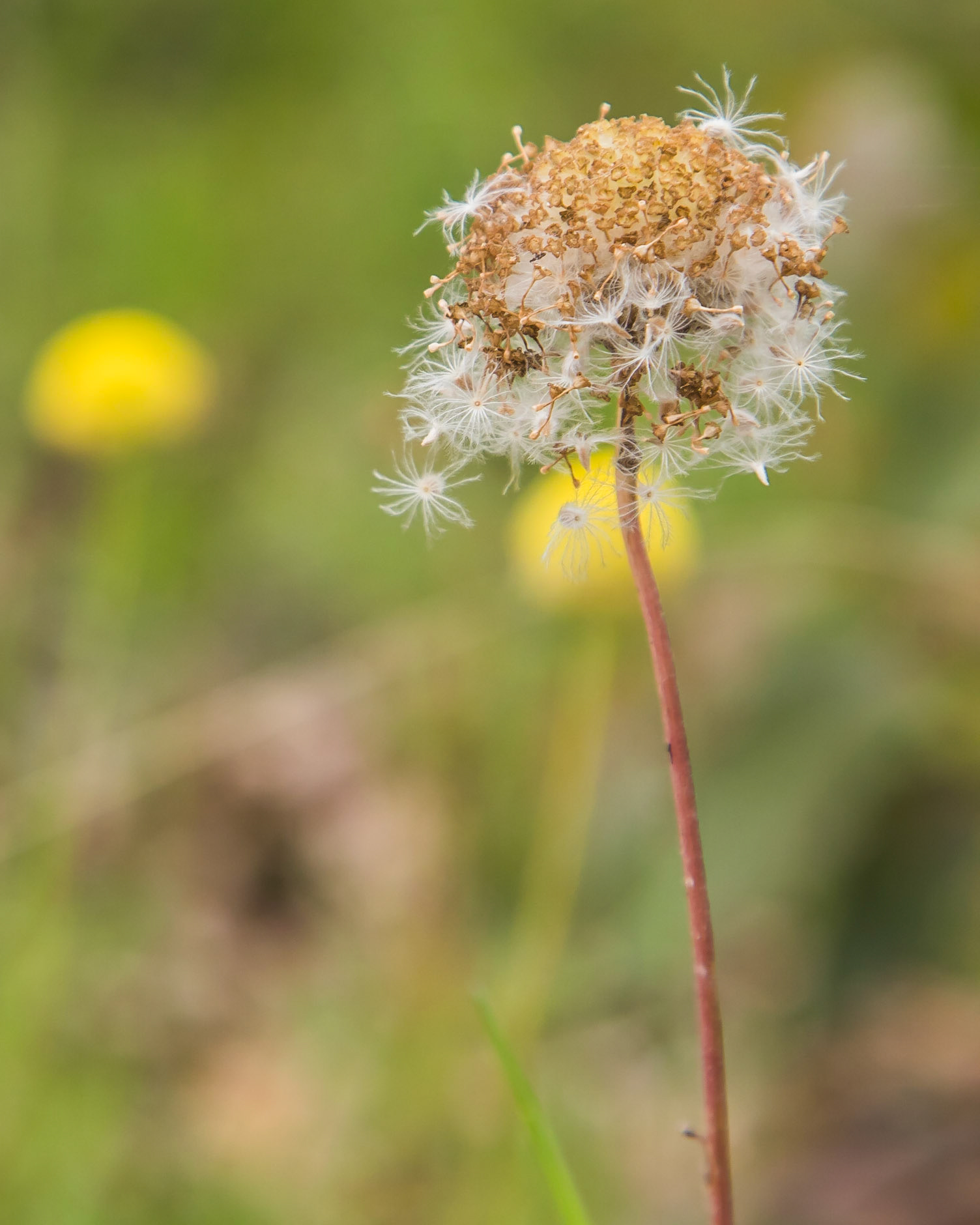 Craspedia variabilis