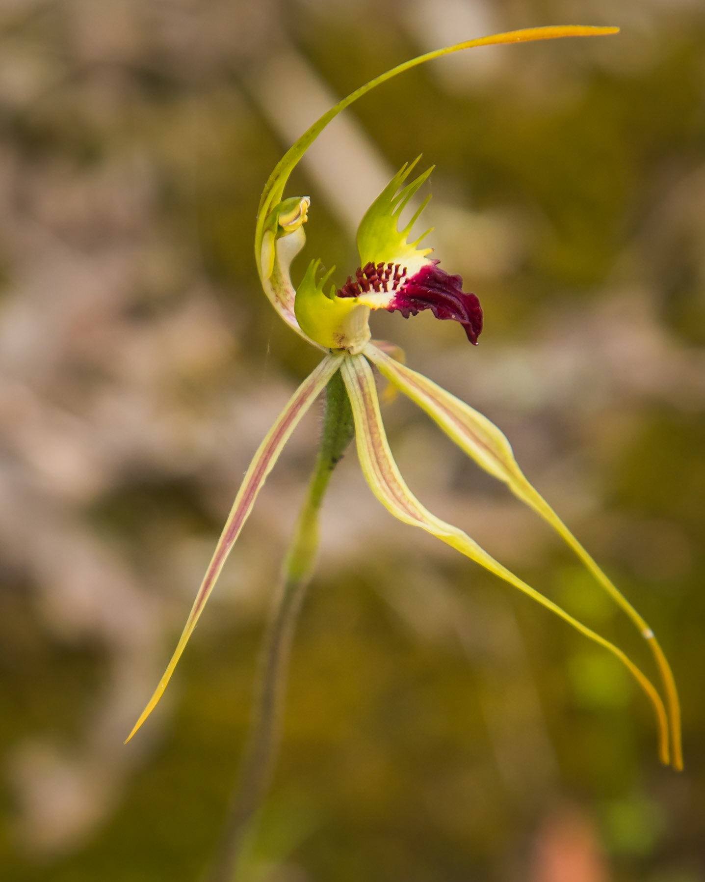 Caladenia parva