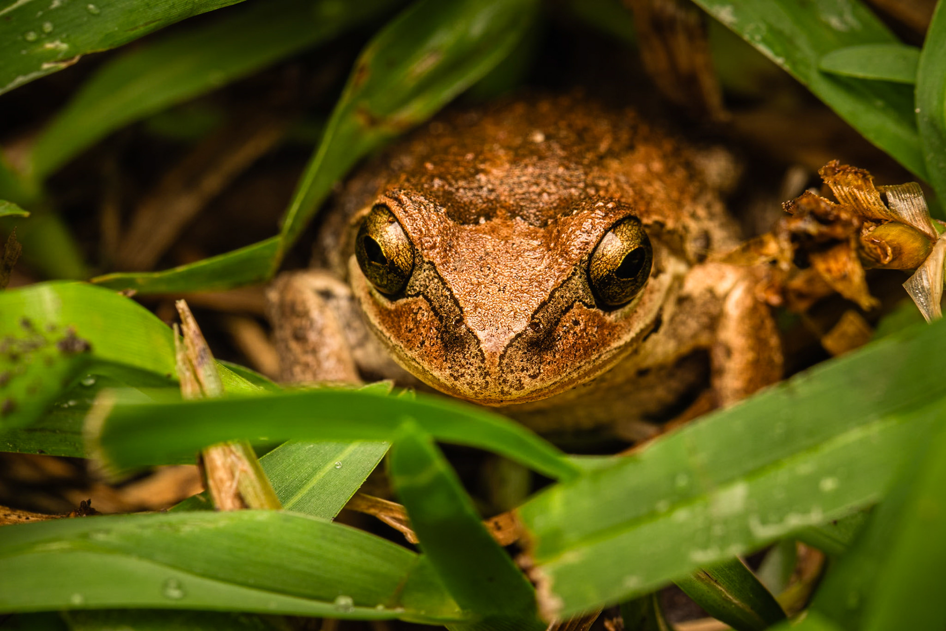Summer night frogs