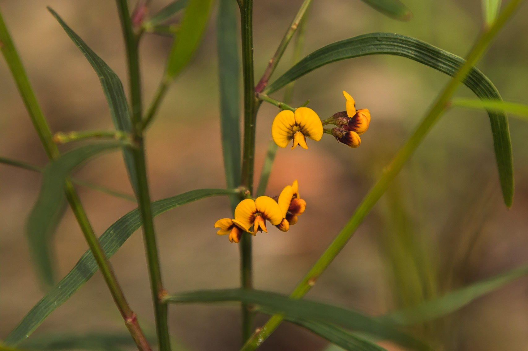 Daviesia leptophylla