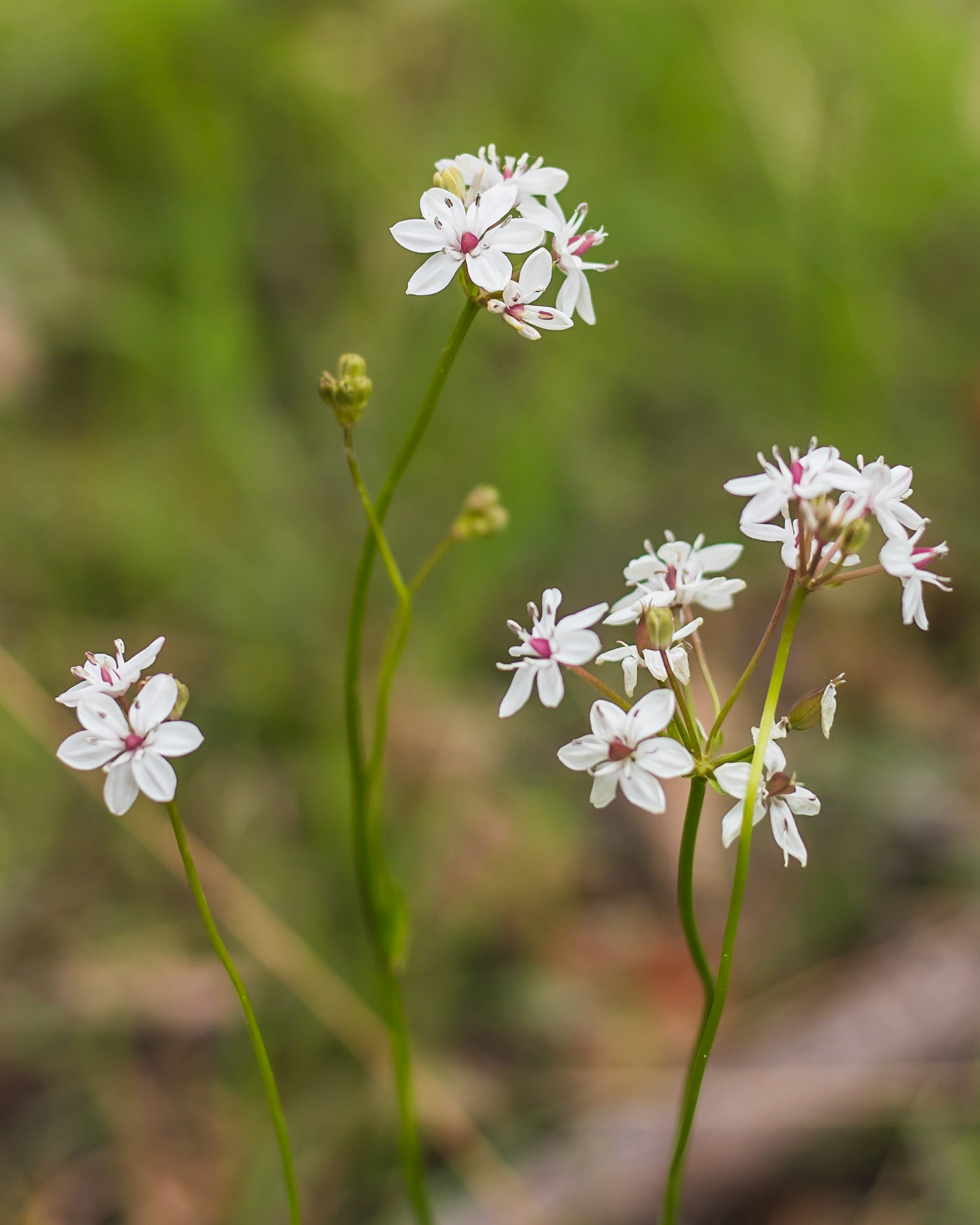 Burchardia umbellata