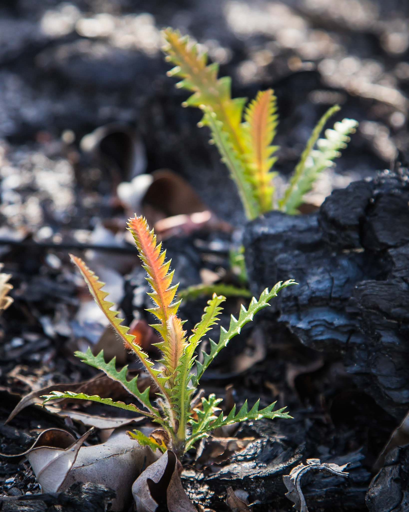 Banksia serrata