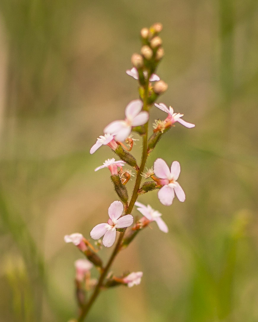 Stylidium graminifolium