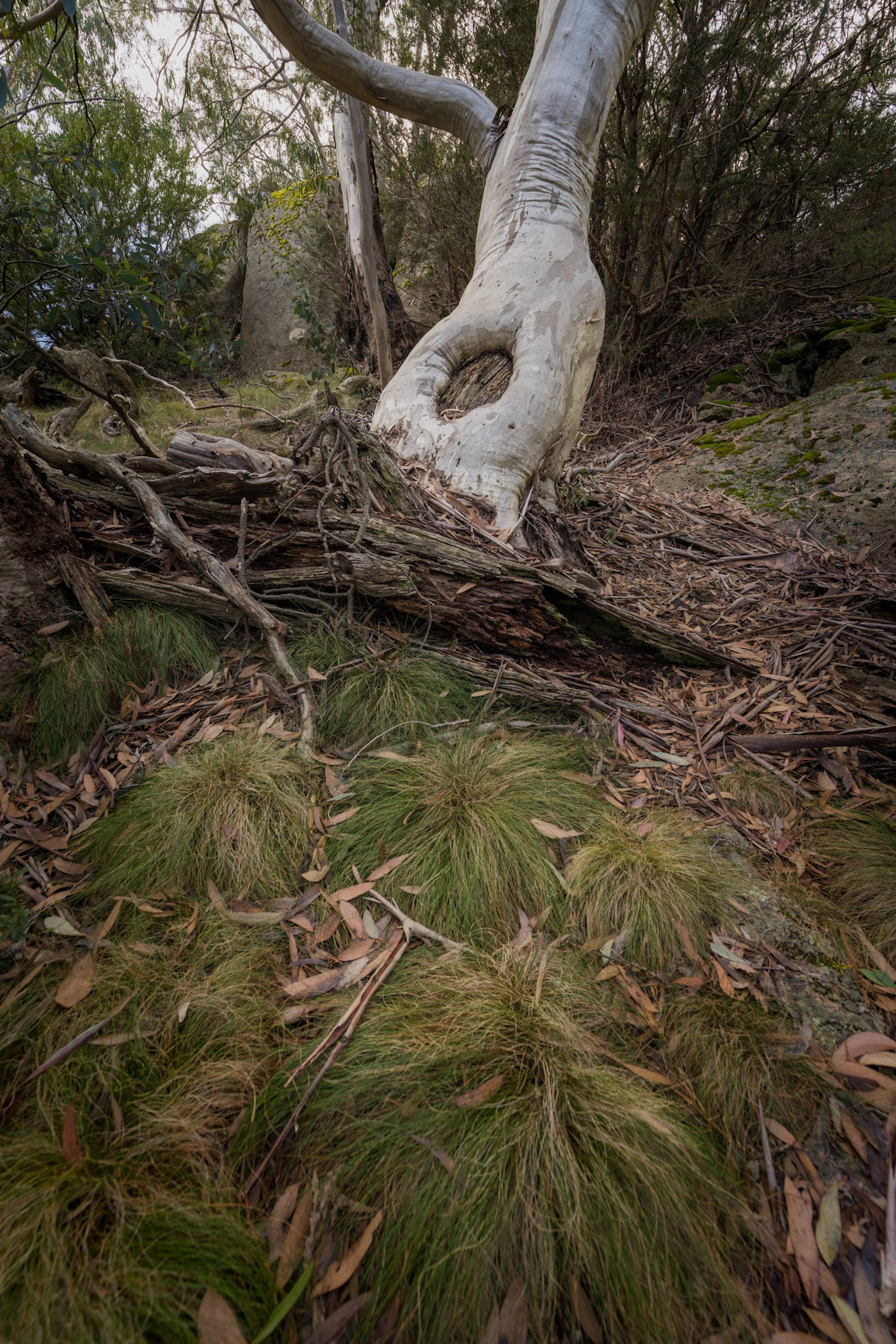 Alpine textures