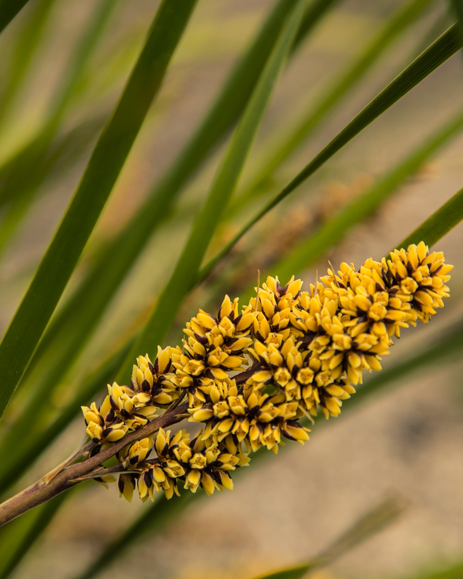 Lomandra longifolia spp. longifolia