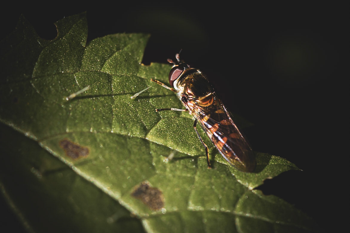 Resting hoverfly