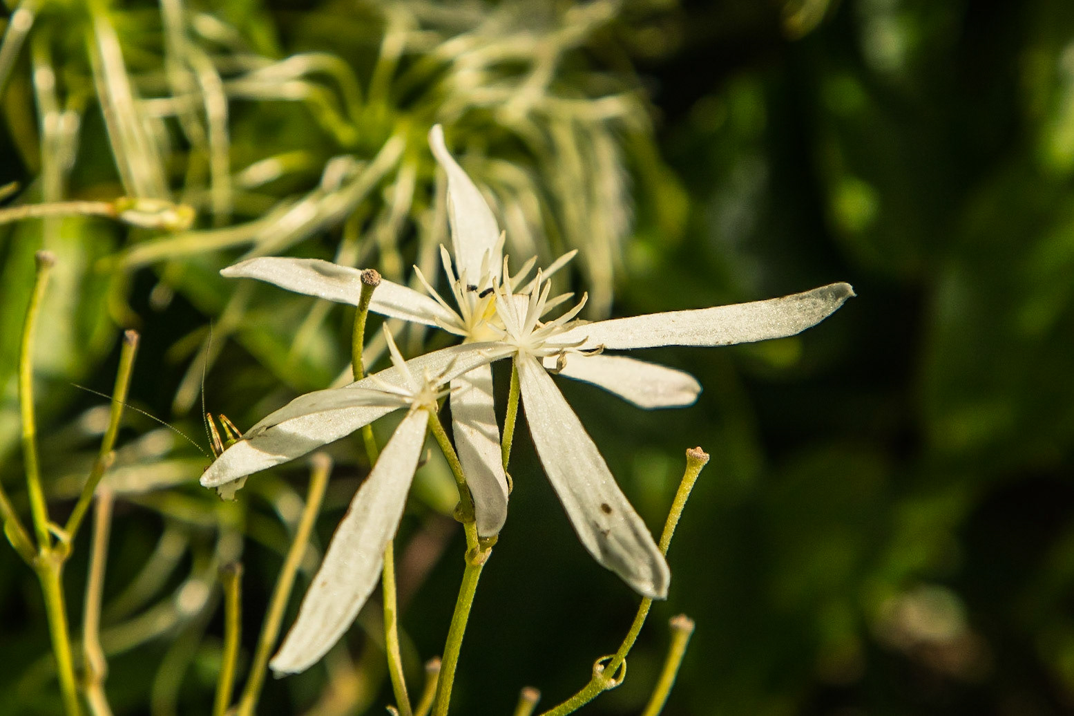 Clematis aristata