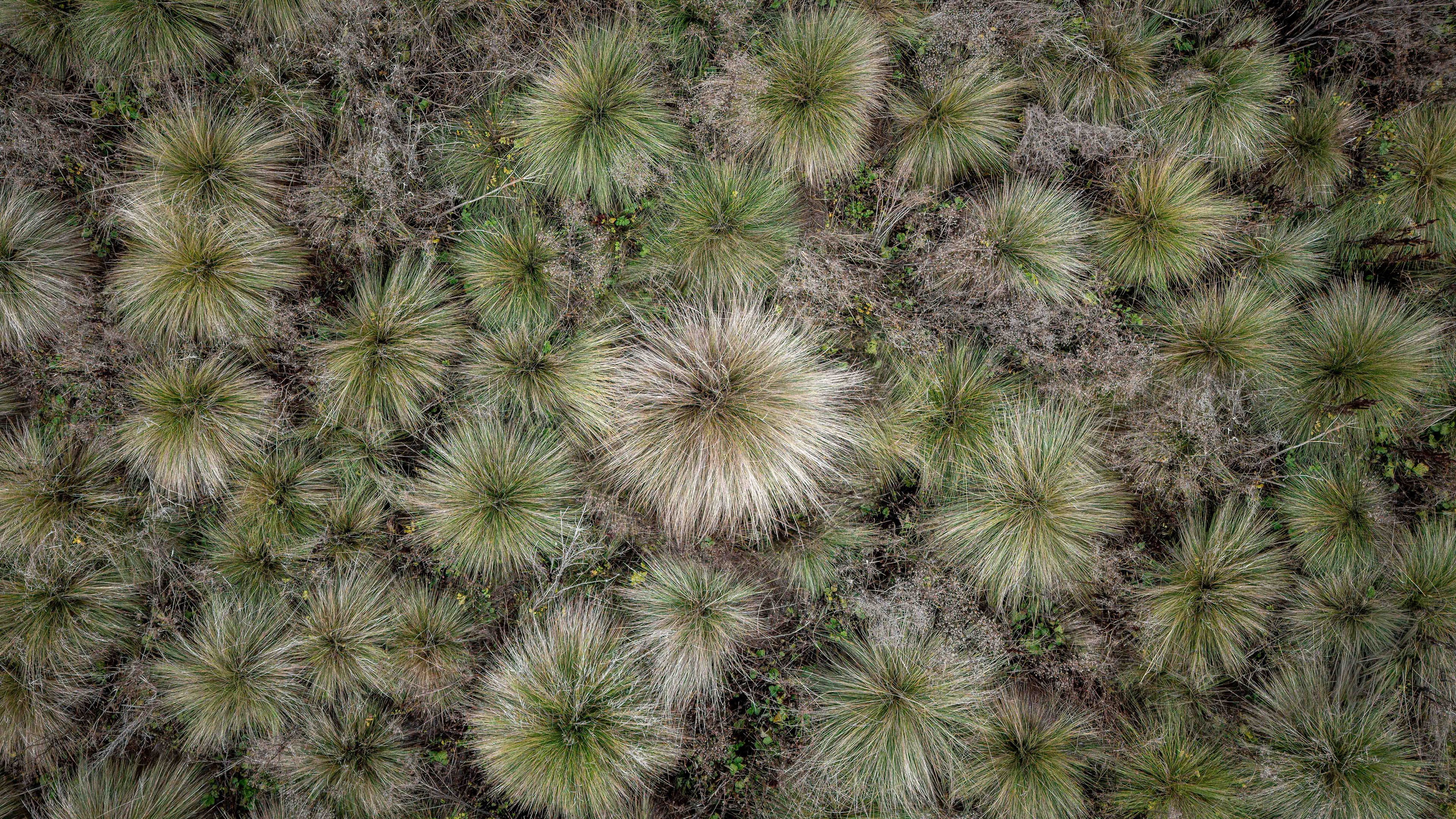 Grassy plain