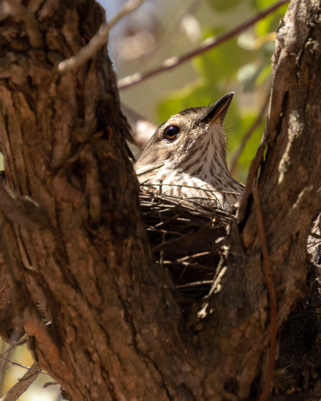 Mumma golden whistler on the nest