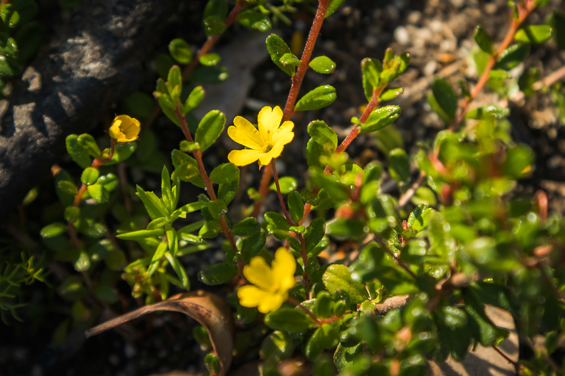 Hibbertia empetrifolia subsp. empetrifolia